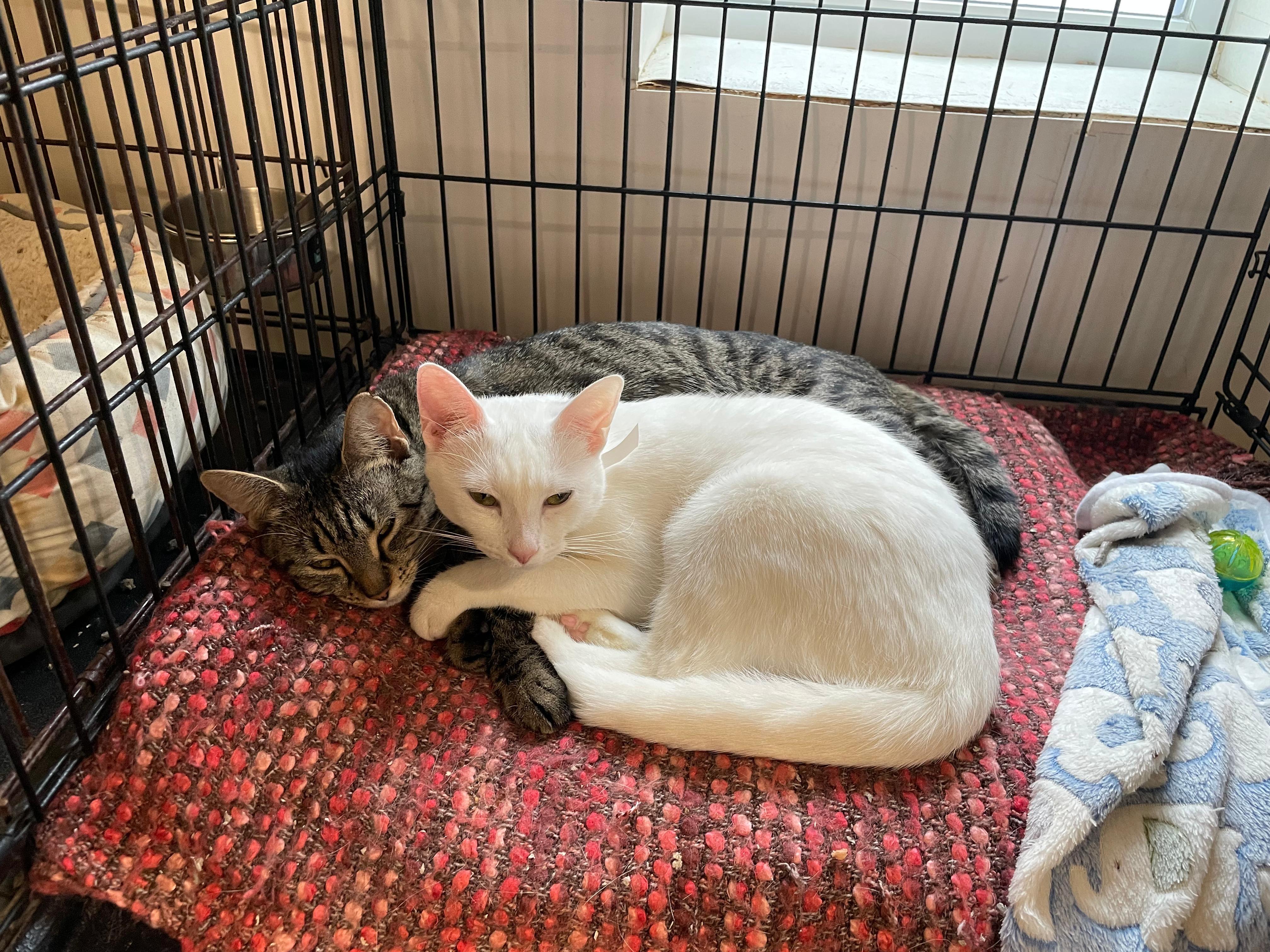 Enlarge Mia & Scoot, a ADOPTABLE Domestic Short Hair in South Ozone Park, NY image 4/6