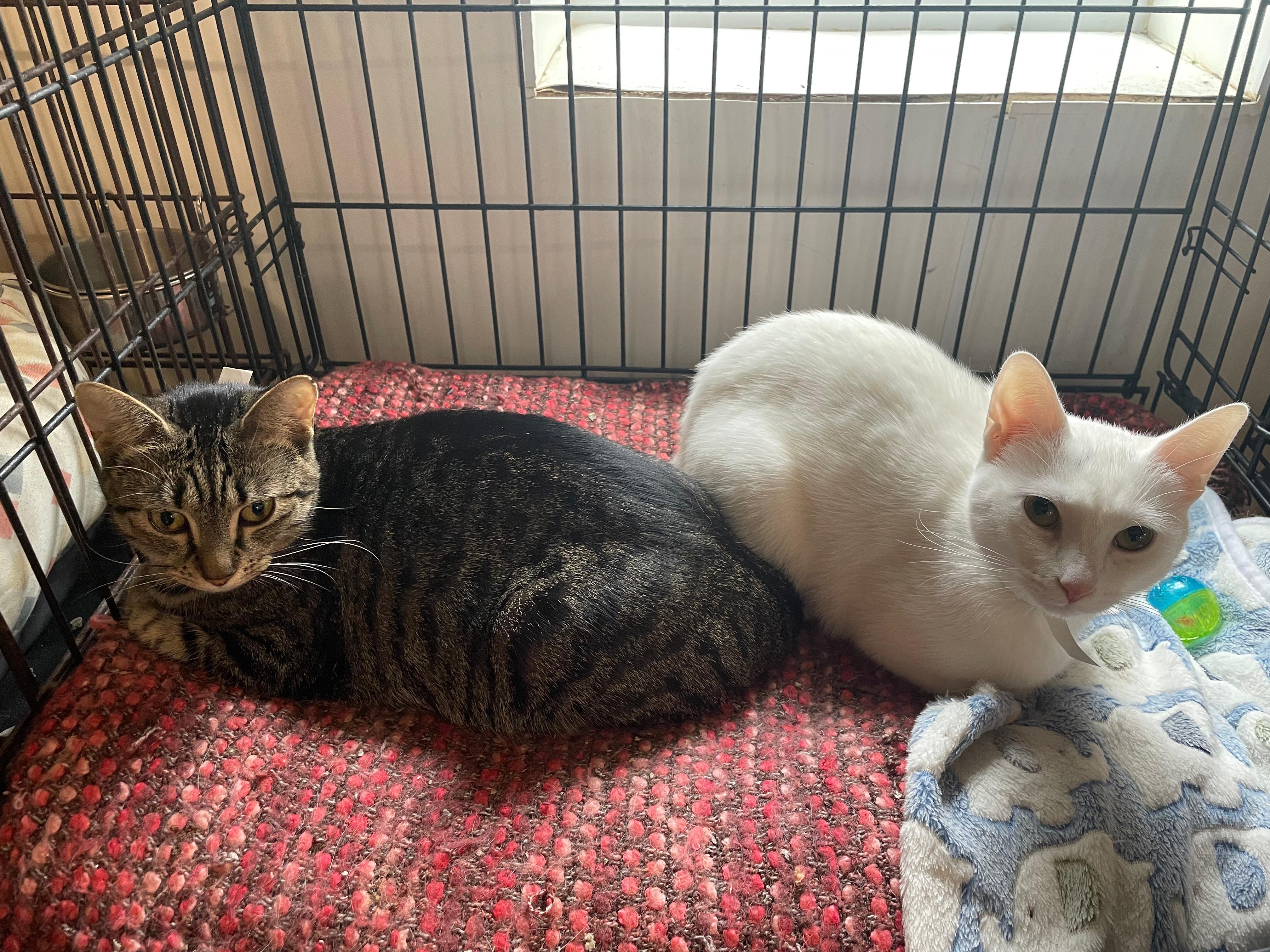 Enlarge Mia & Scoot, a ADOPTABLE Domestic Short Hair in South Ozone Park, NY image 5/6