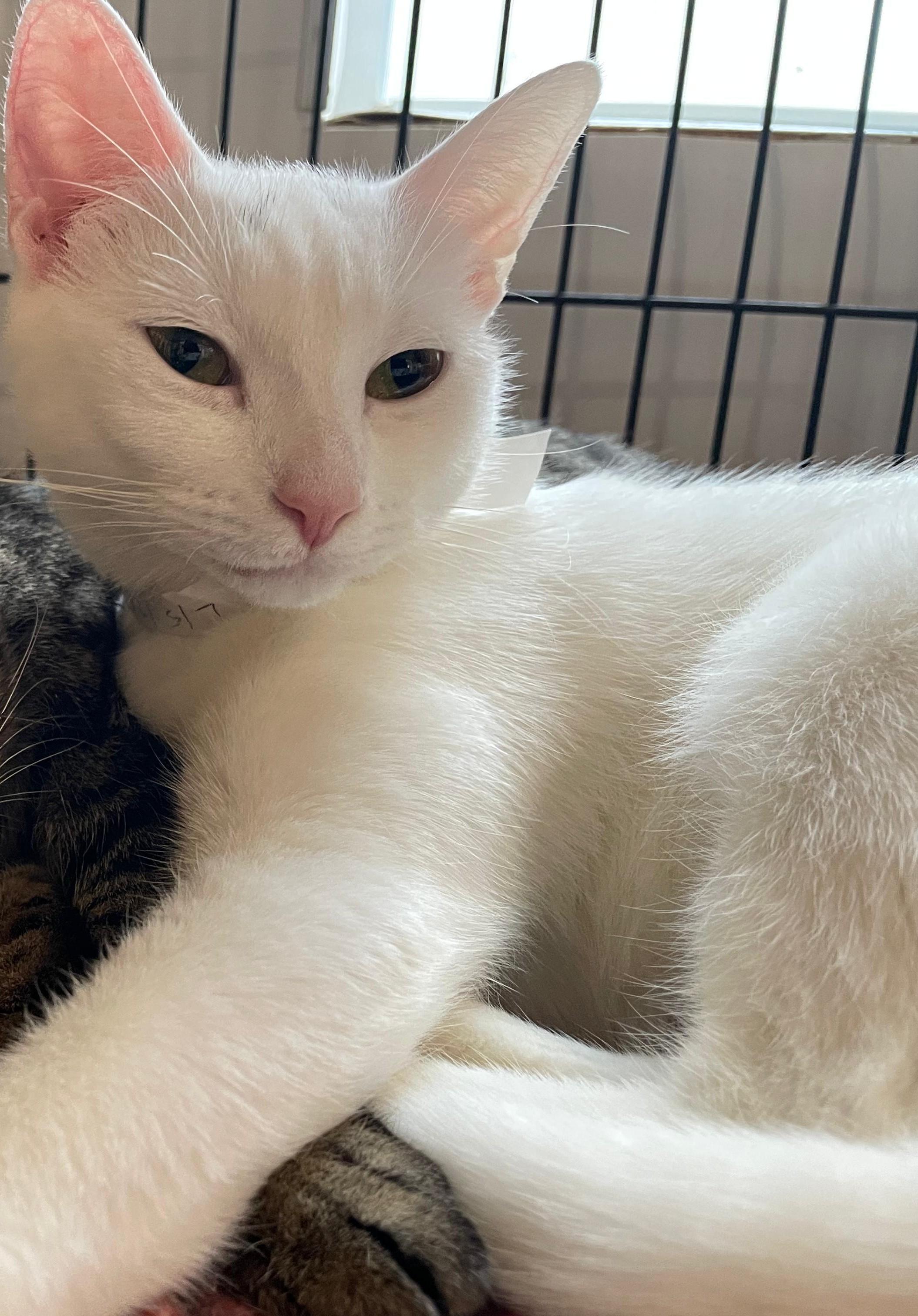 Enlarge Mia , a ADOPTABLE Domestic Short Hair in South Ozone Park, NY image 3/6