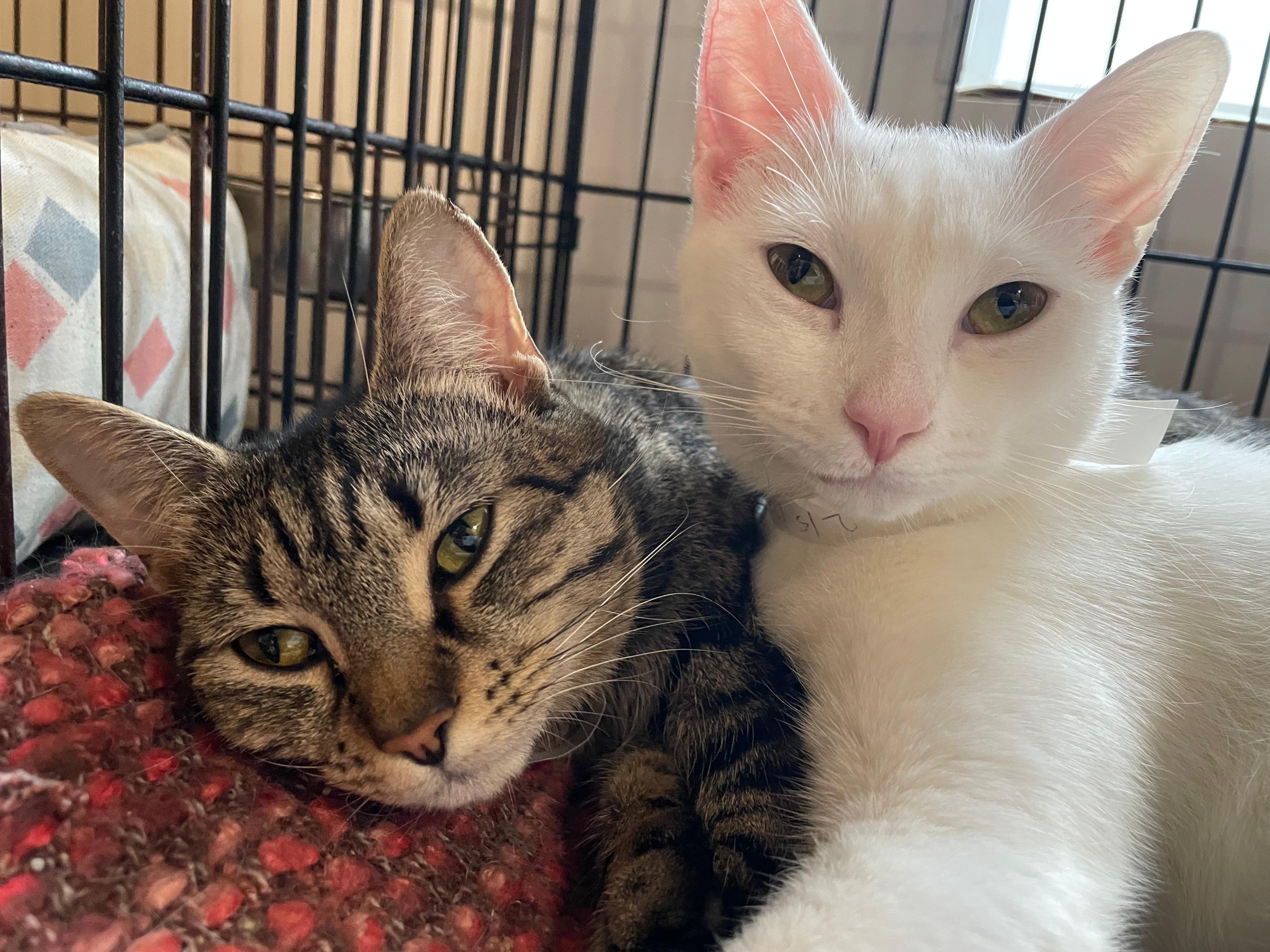 Enlarge Mia & Scoot, a ADOPTABLE Domestic Short Hair in South Ozone Park, NY image 1/6