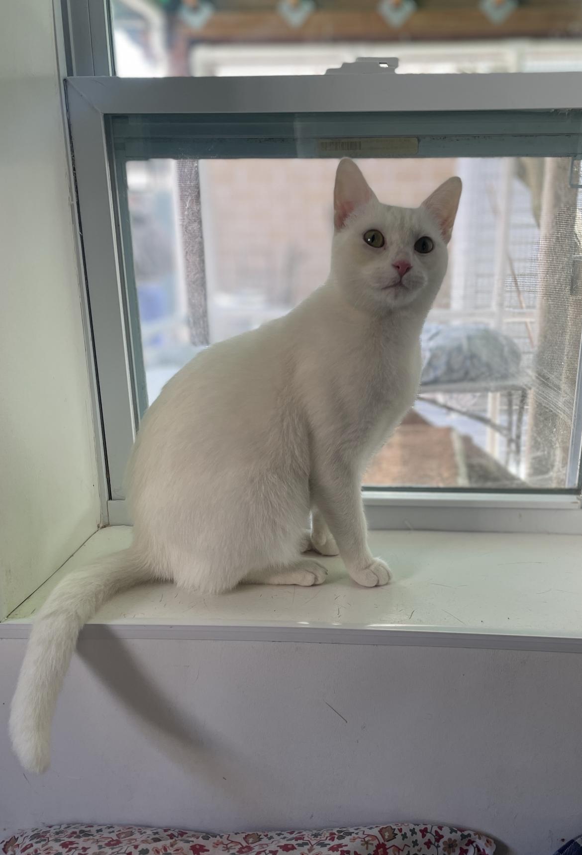 Enlarge Mia , a ADOPTABLE Domestic Short Hair in South Ozone Park, NY image 2/6