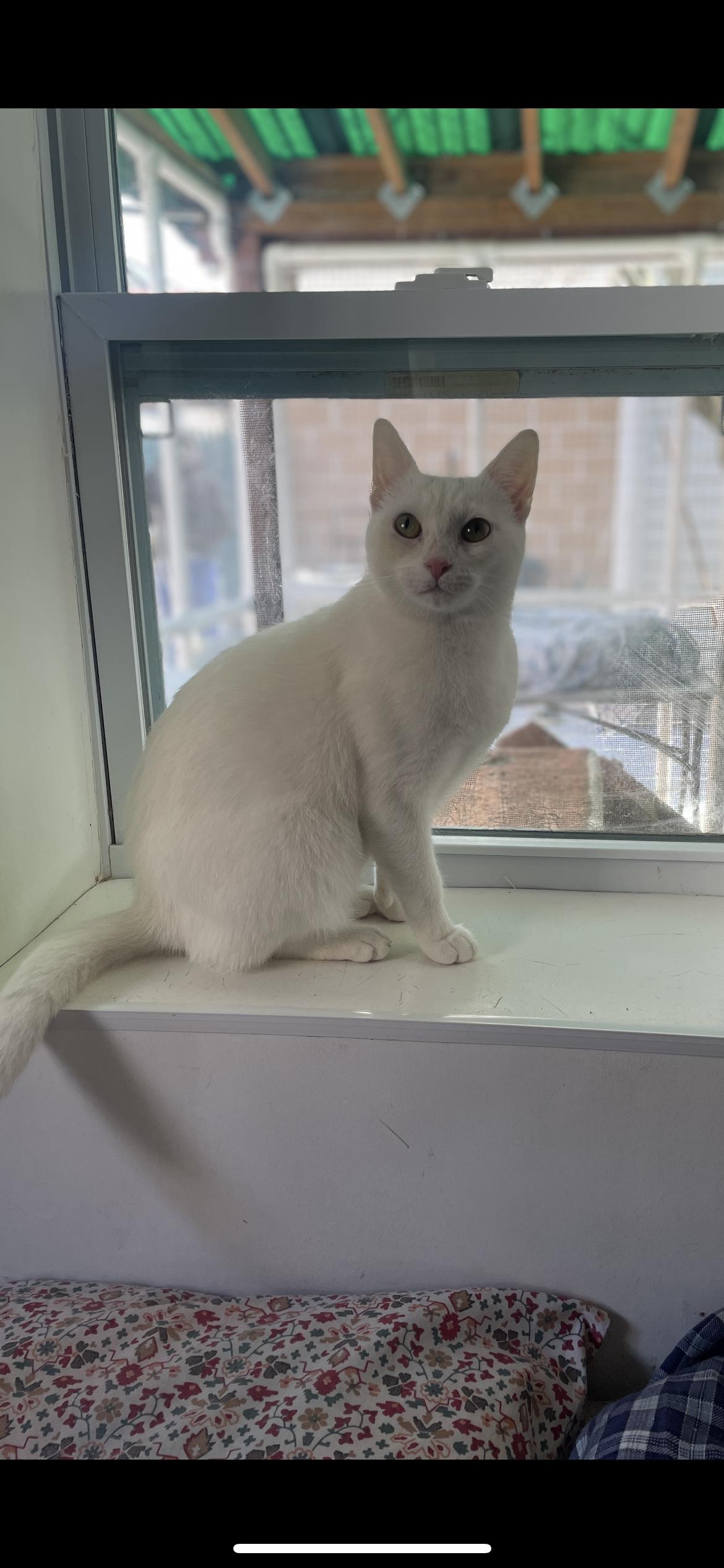 Mia , ADOPTABLE, Young Female Domestic Short Hair.