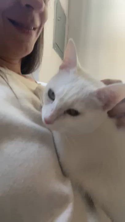 Enlarge Mia , a ADOPTABLE Domestic Short Hair in South Ozone Park, NY video 6/6