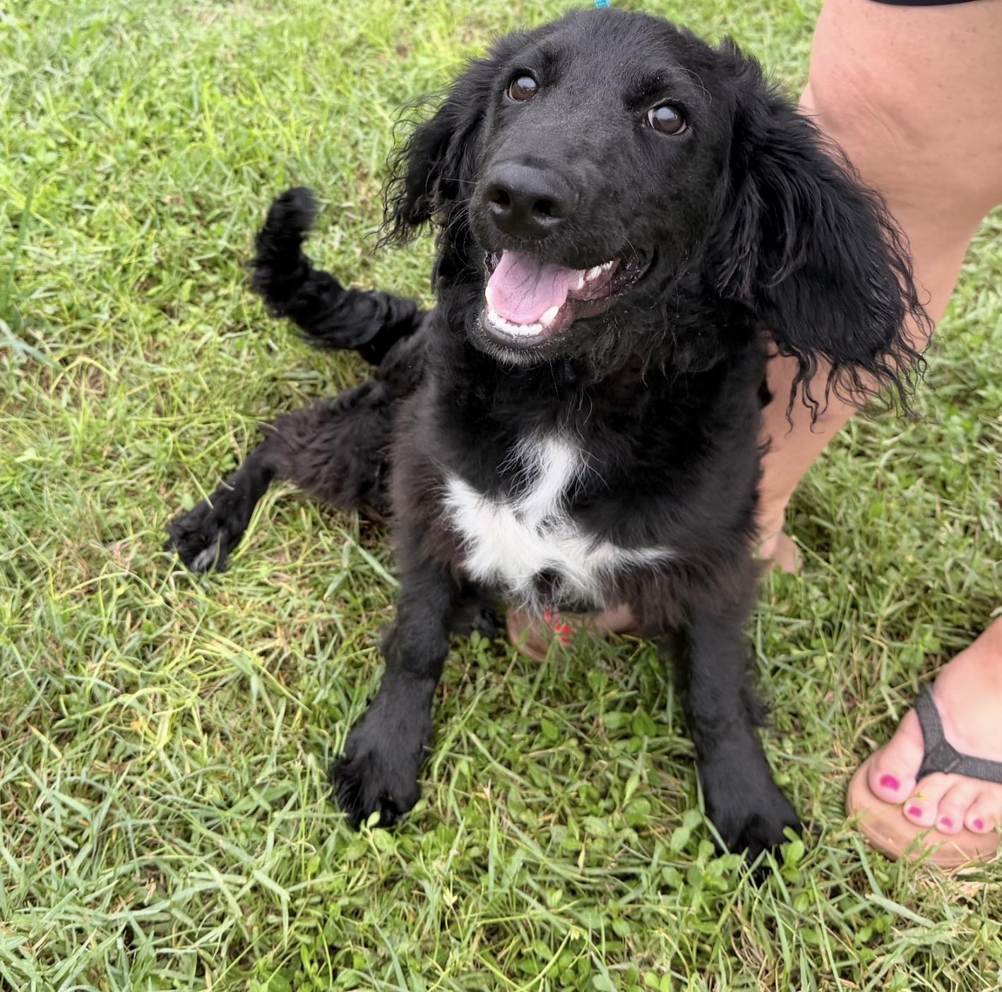 Harvey, Adopted, Puppy Male Boykin Spaniel & Black Labrador Retriever.