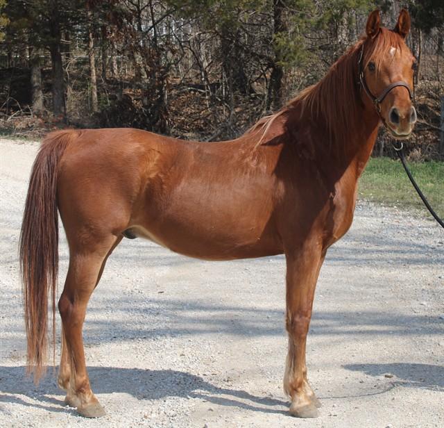 Enlarge GAMBIT, a Adoptable Arabian in Union, MO image 1/1
