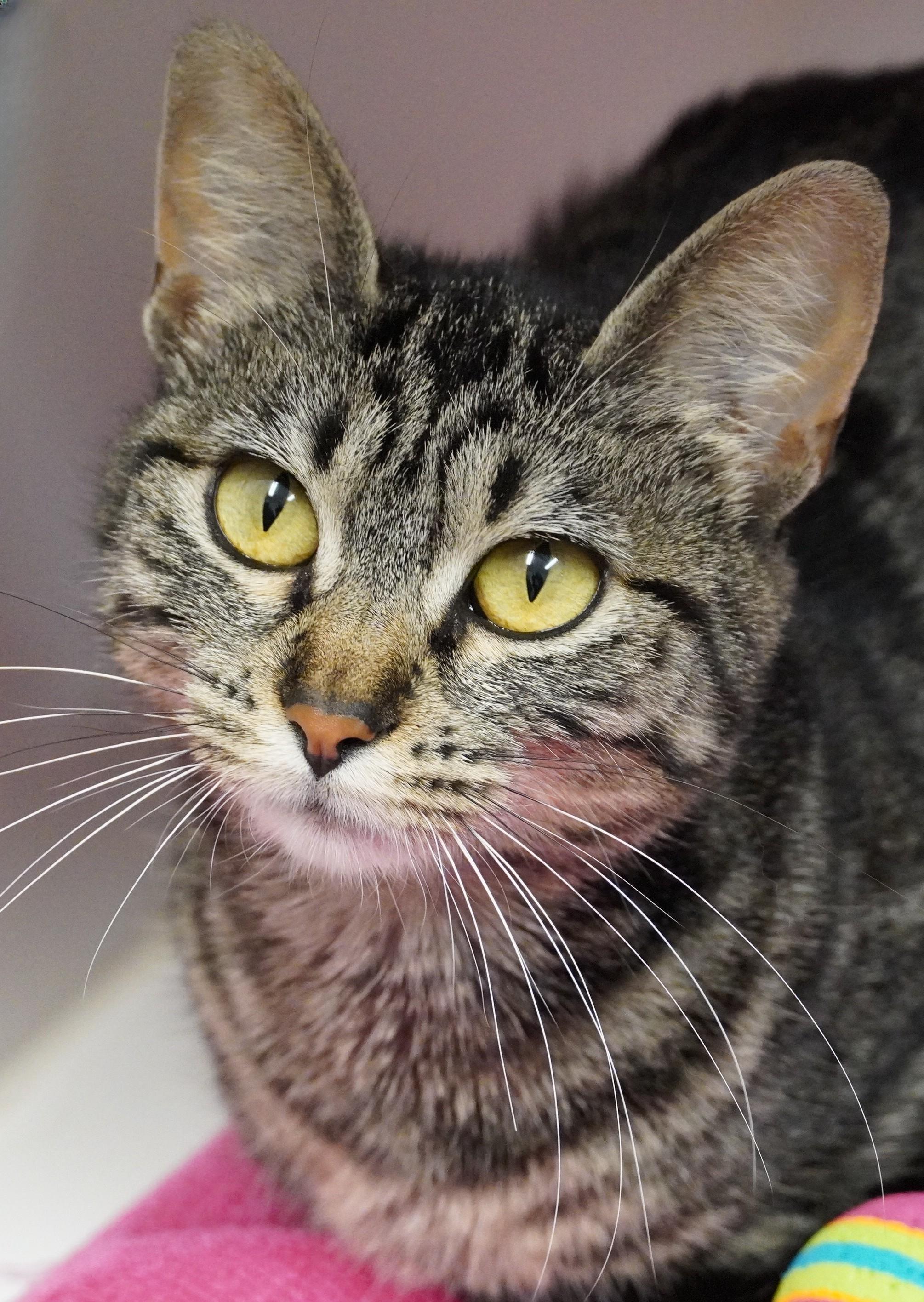 Peppi, ADOPTABLE, Adult Female Domestic Short Hair.