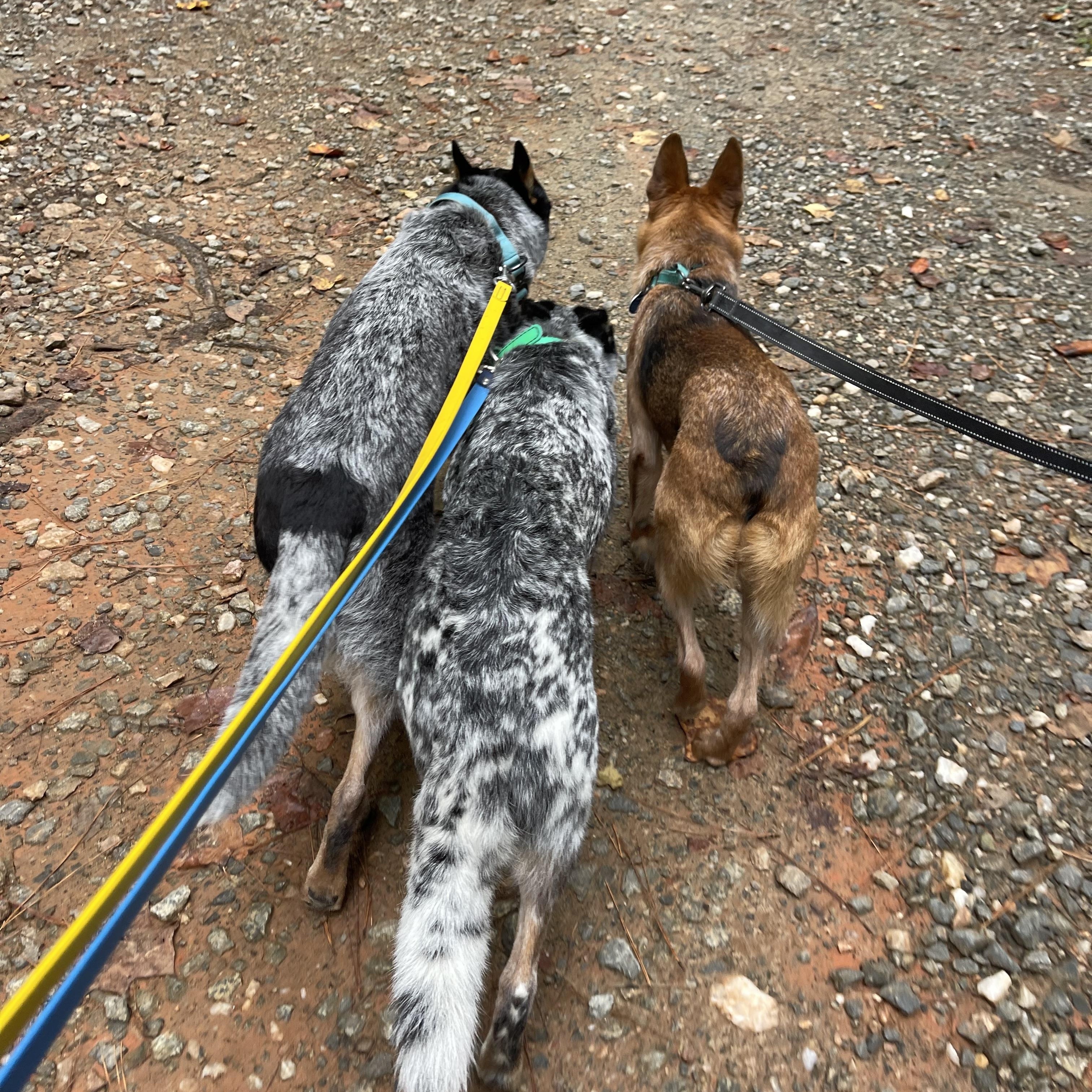 Enlarge Wyatt, a Adoptable Australian Cattle Dog / Blue Heeler in Raleigh, NC image 6/6
