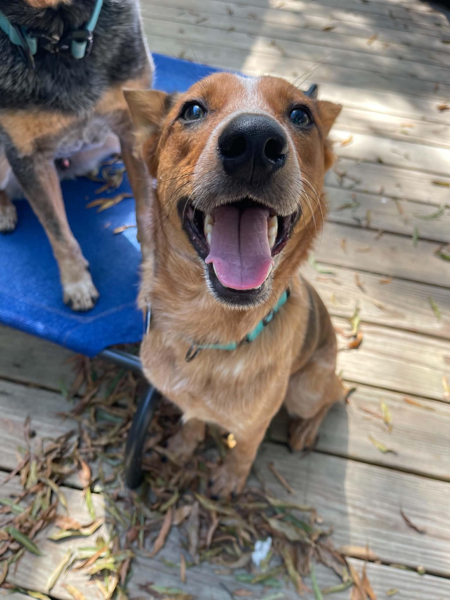 Enlarge Wyatt, a Adoptable Australian Cattle Dog / Blue Heeler in Raleigh, NC image 4/6