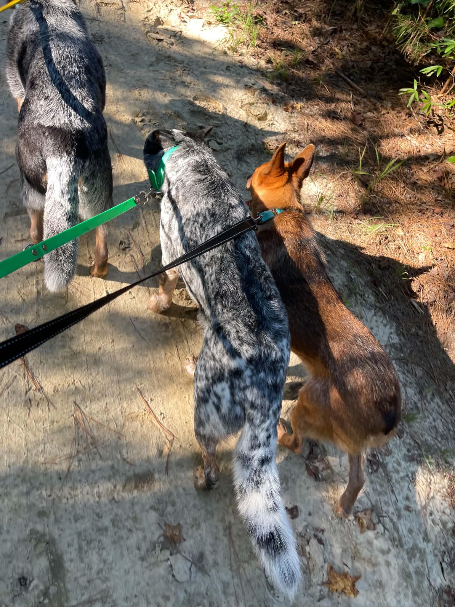 Enlarge Wyatt, a Adoptable Australian Cattle Dog / Blue Heeler in Raleigh, NC image 3/6