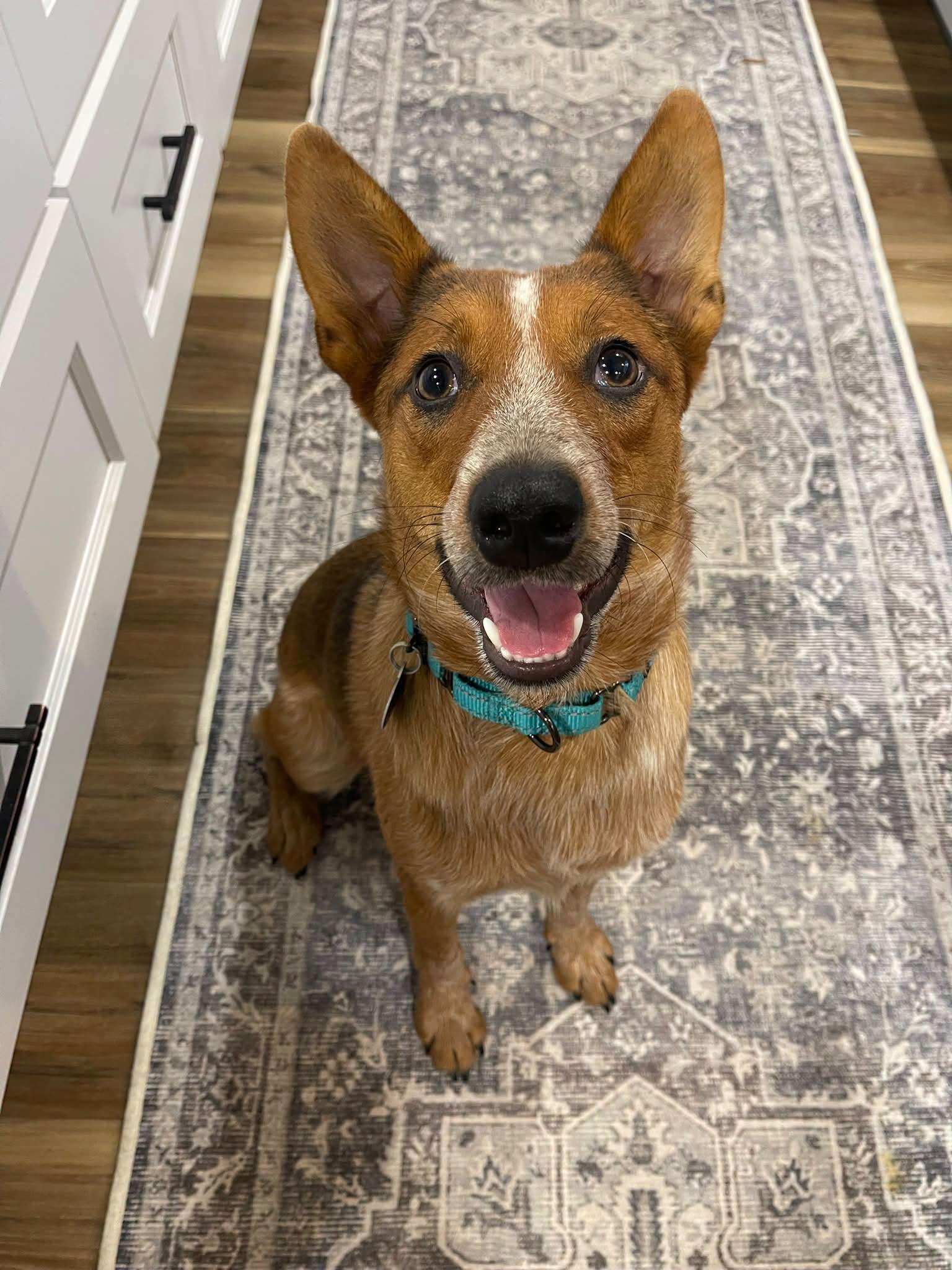 Enlarge Wyatt, a Adoptable Australian Cattle Dog / Blue Heeler in Raleigh, NC image 1/1
