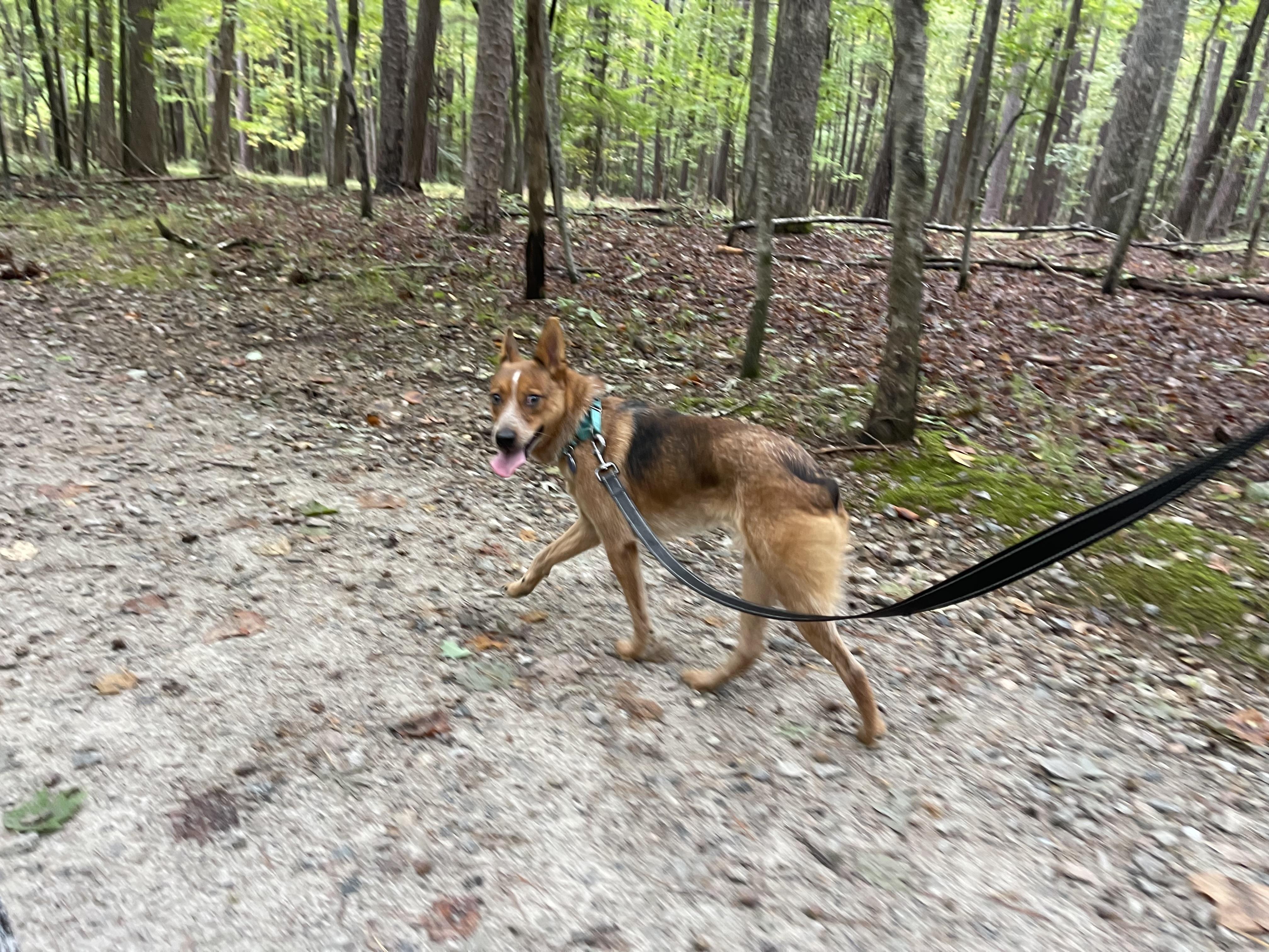 Enlarge Wyatt, a Adoptable Australian Cattle Dog / Blue Heeler in Raleigh, NC image 5/6