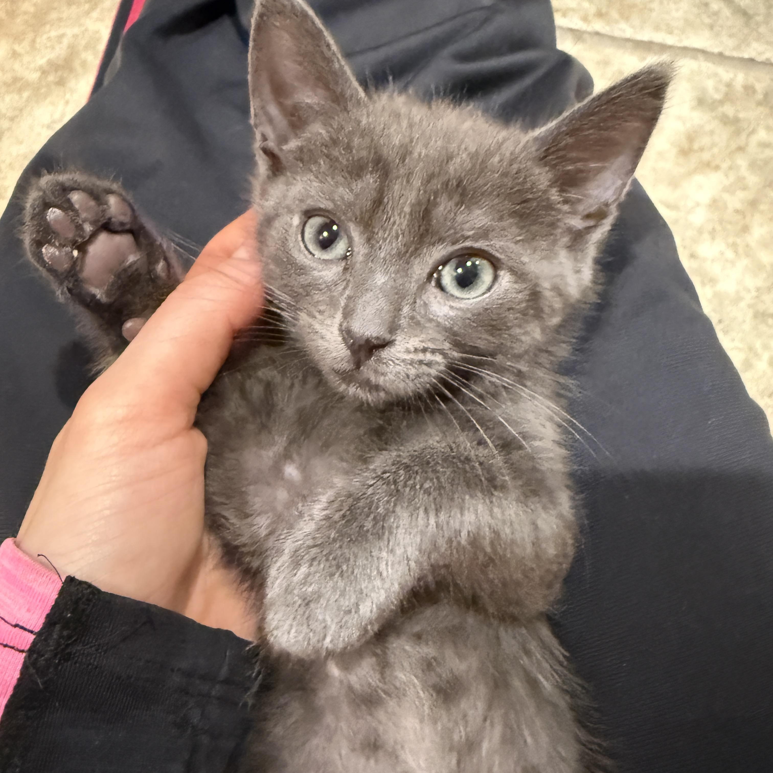 Enlarge Keanu, a ADOPTABLE Russian Blue in Los Angeles, CA image 1/5
