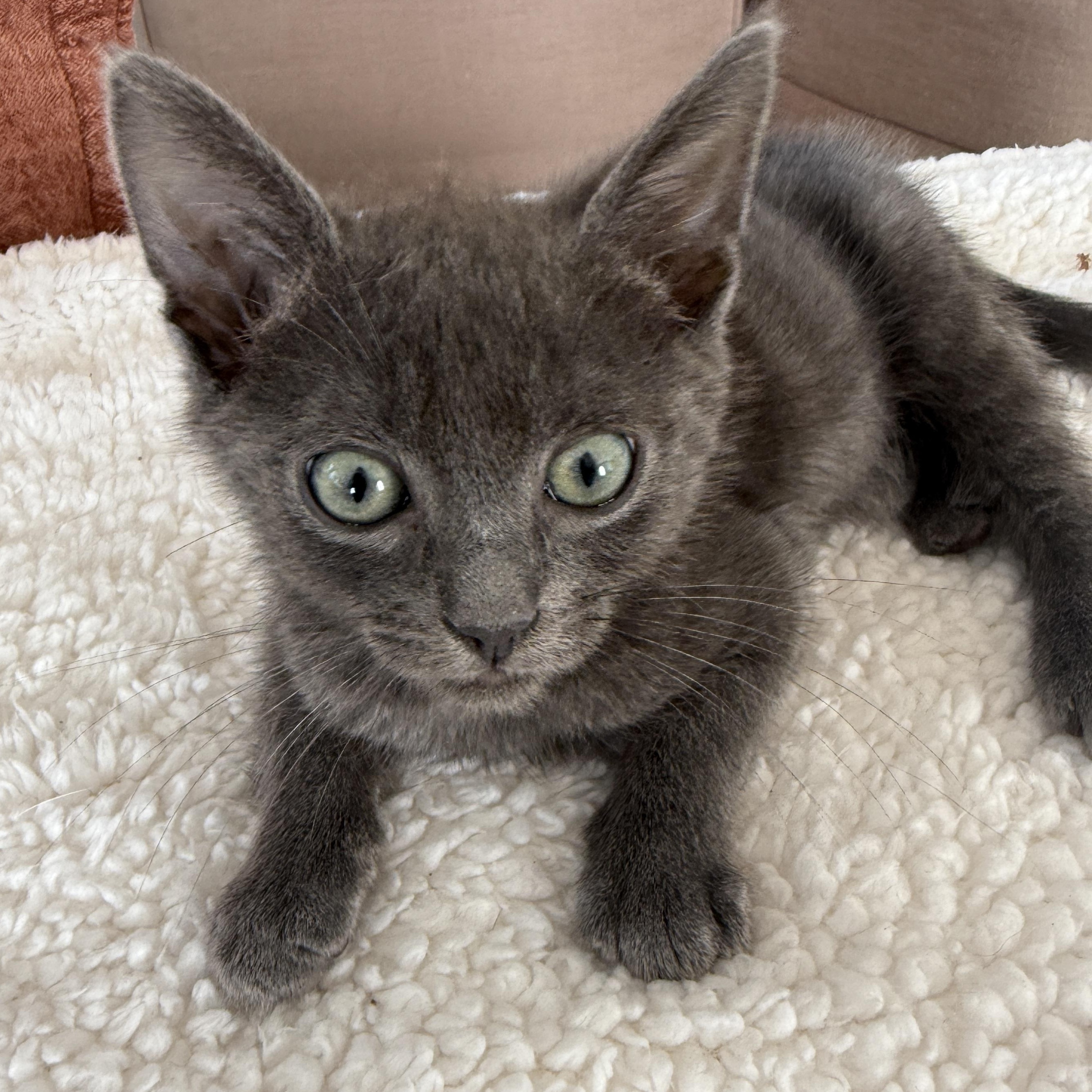 Enlarge Keanu, a ADOPTABLE Russian Blue in Los Angeles, CA image 2/5