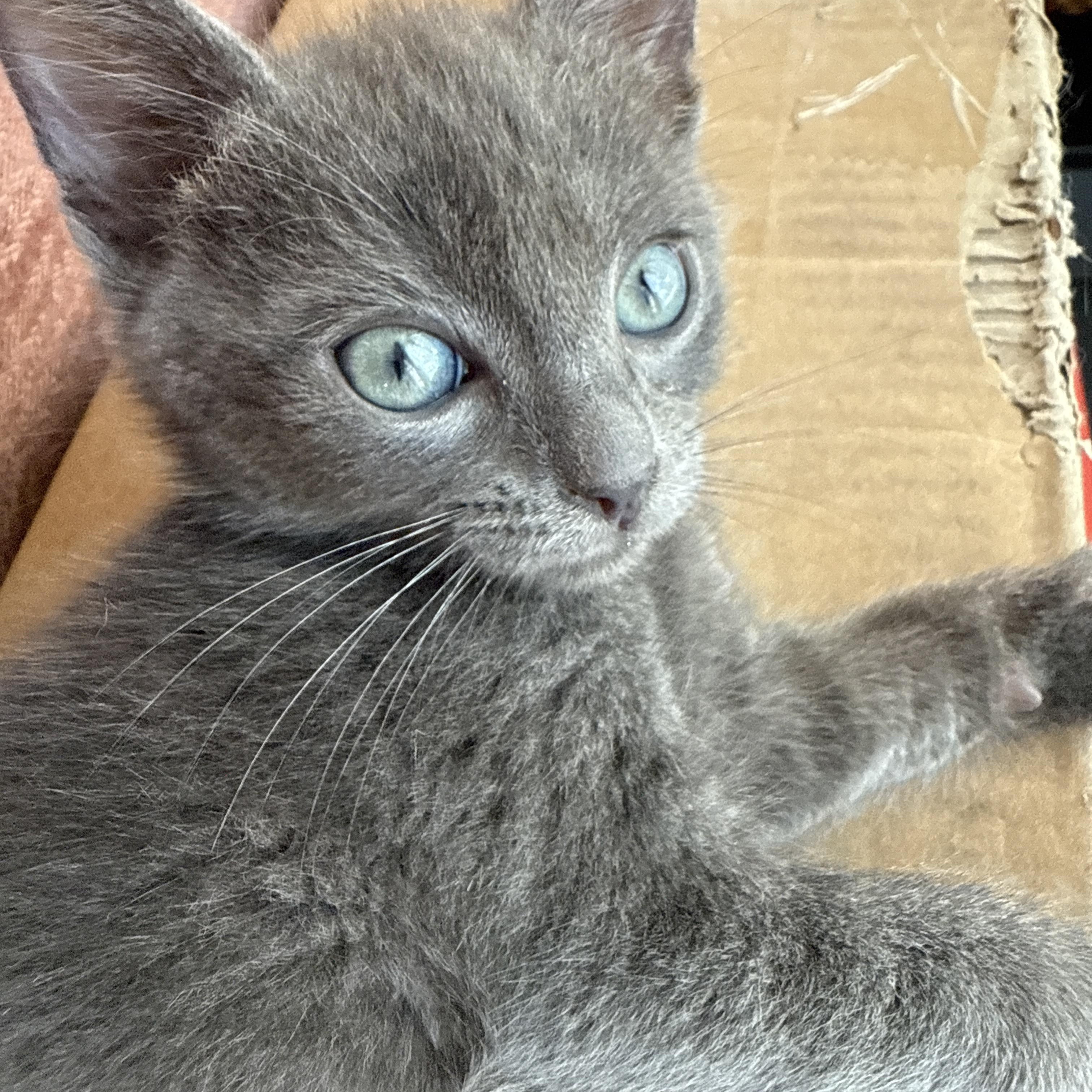 Enlarge Keanu, a ADOPTABLE Russian Blue in Los Angeles, CA image 3/5