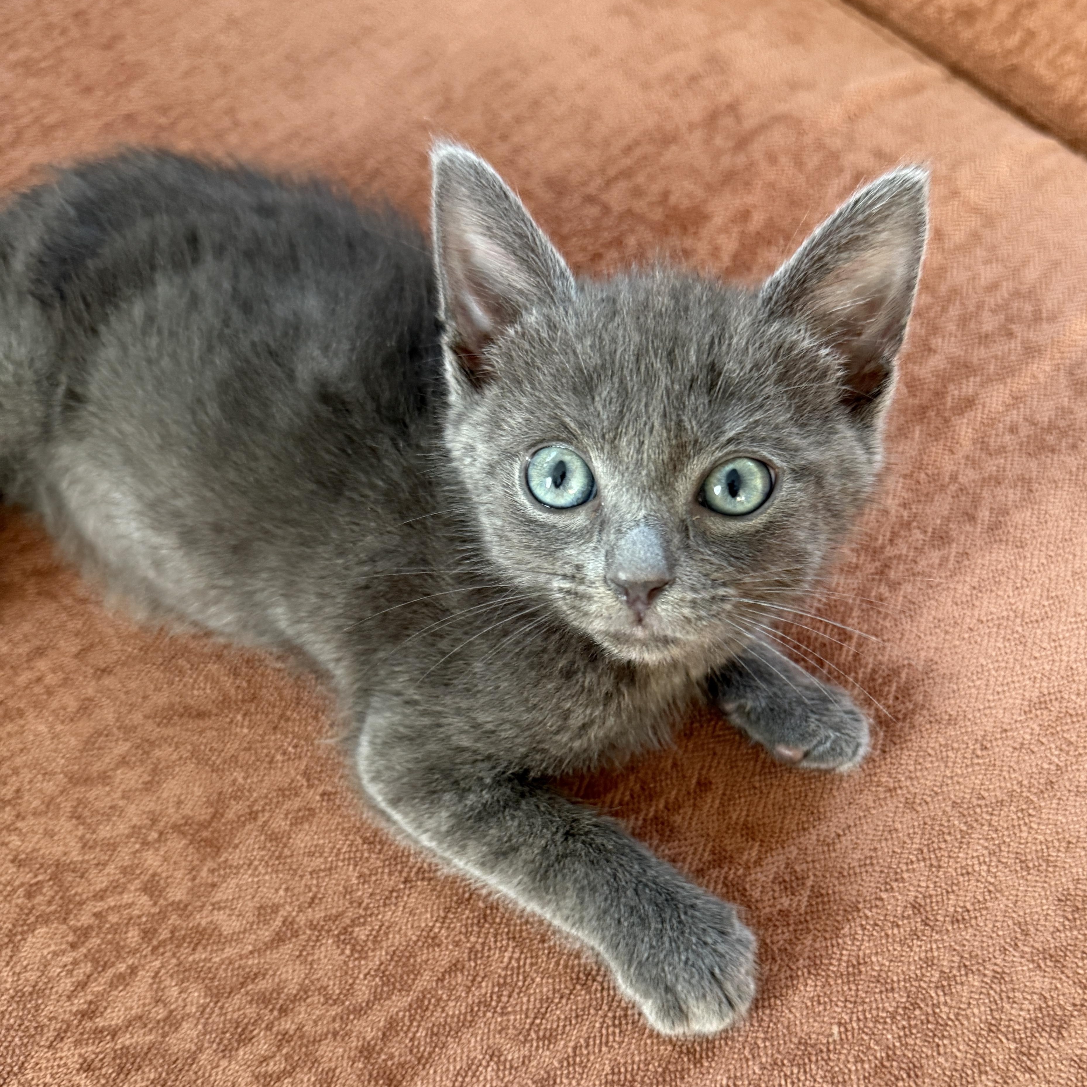 Enlarge Keanu, a ADOPTABLE Russian Blue in Los Angeles, CA image 4/5