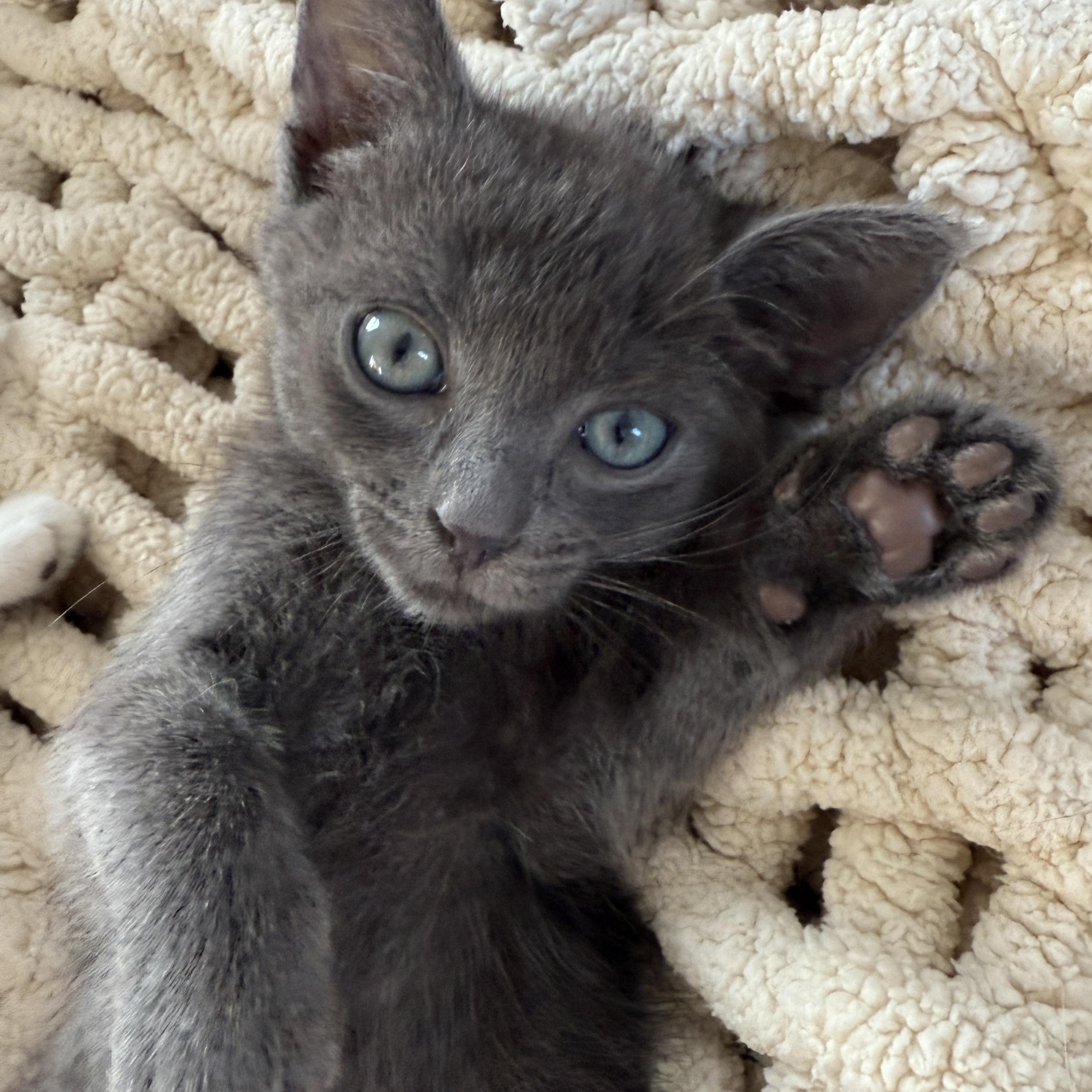 Enlarge Keanu, a ADOPTABLE Russian Blue in Los Angeles, CA image 5/5