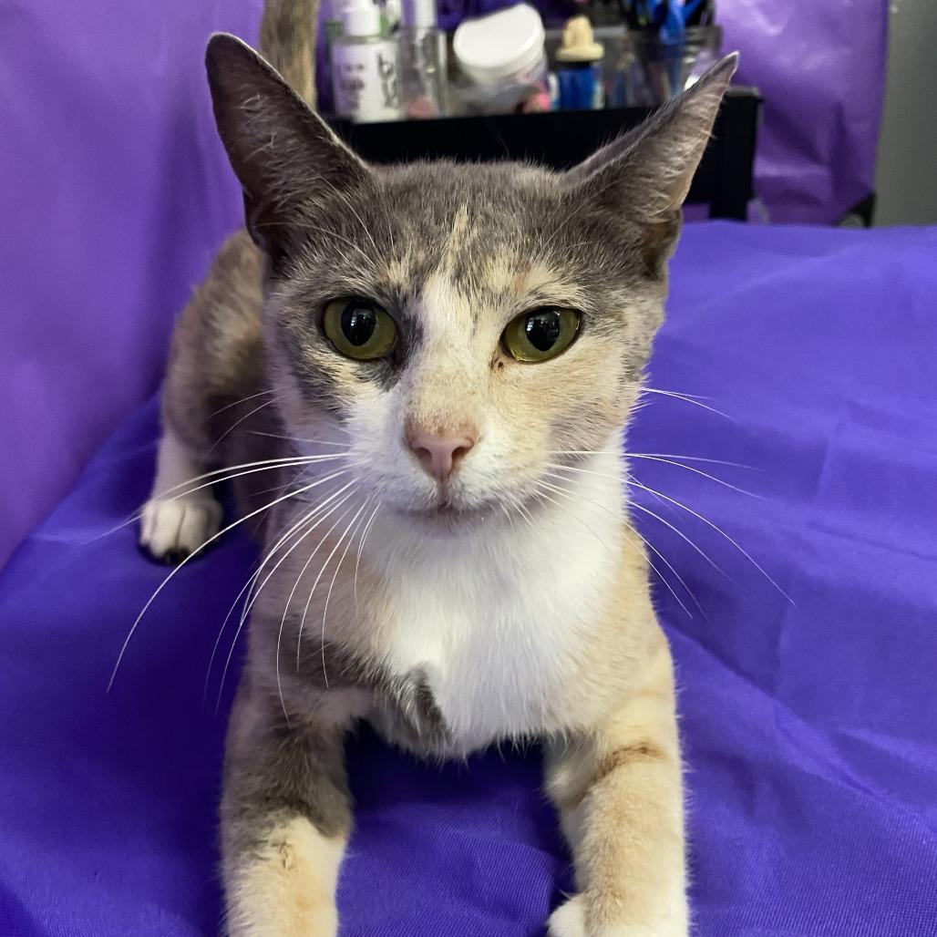 Latke, Adoptable, Young Female Domestic Short Hair.