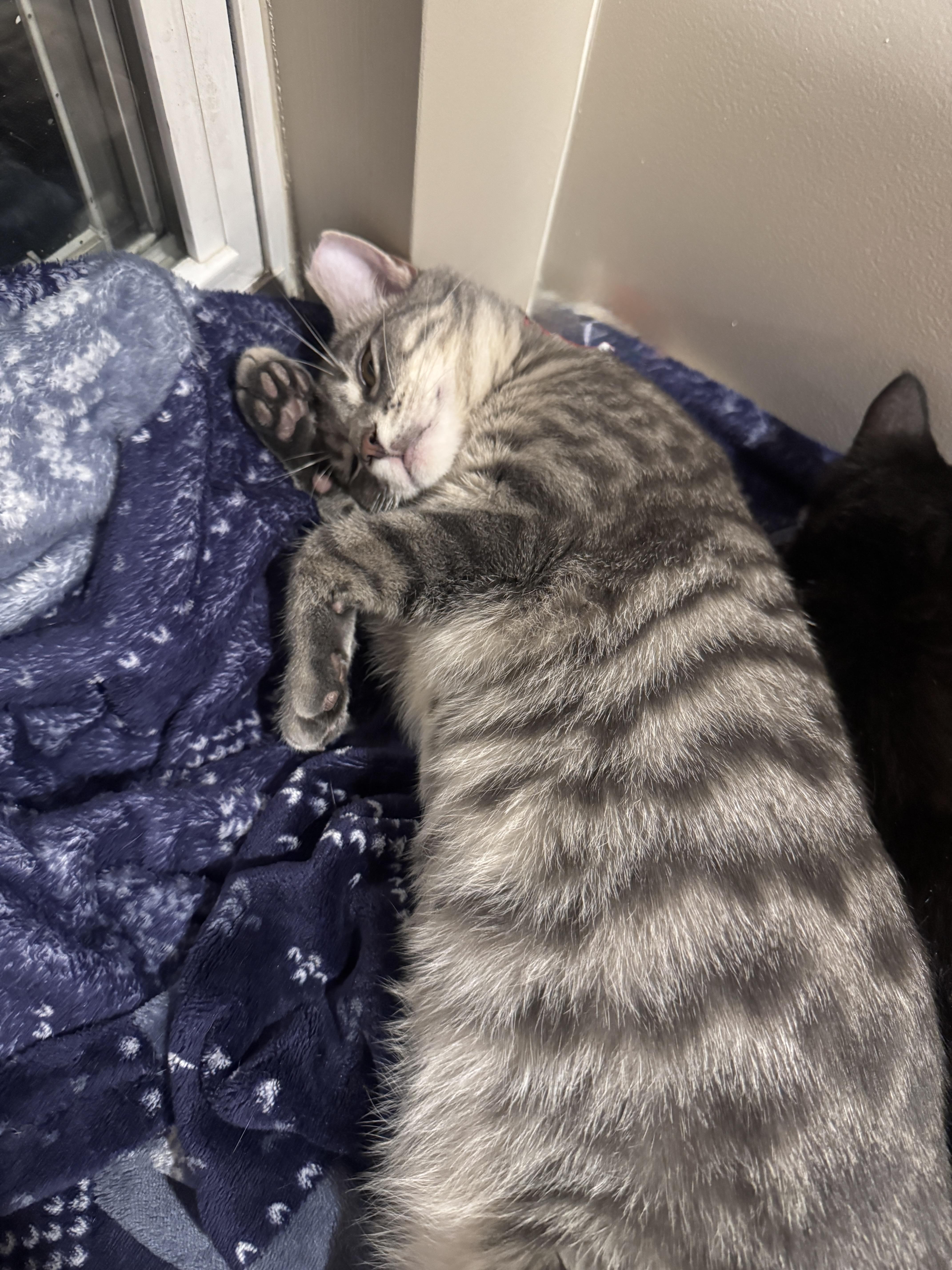 Enlarge Clove - 6 MONTHS - A WARM SPICE ON A COLD DAY!, a ADOPTABLE American Shorthair in Bristow, VA image 3/5