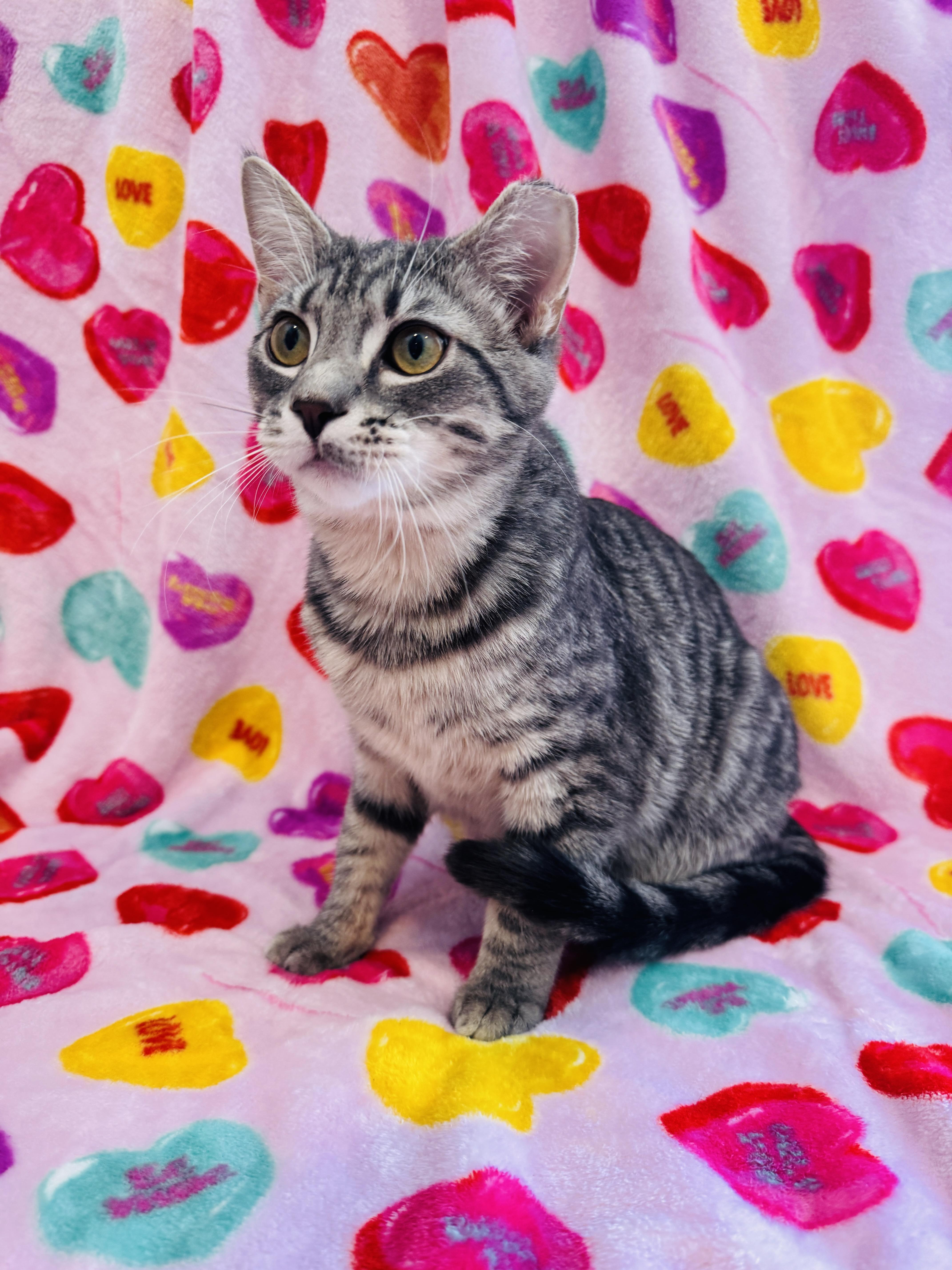 Enlarge Clove - 6 MONTHS - A WARM SPICE ON A COLD DAY!, a ADOPTABLE American Shorthair in Bristow, VA image 1/5