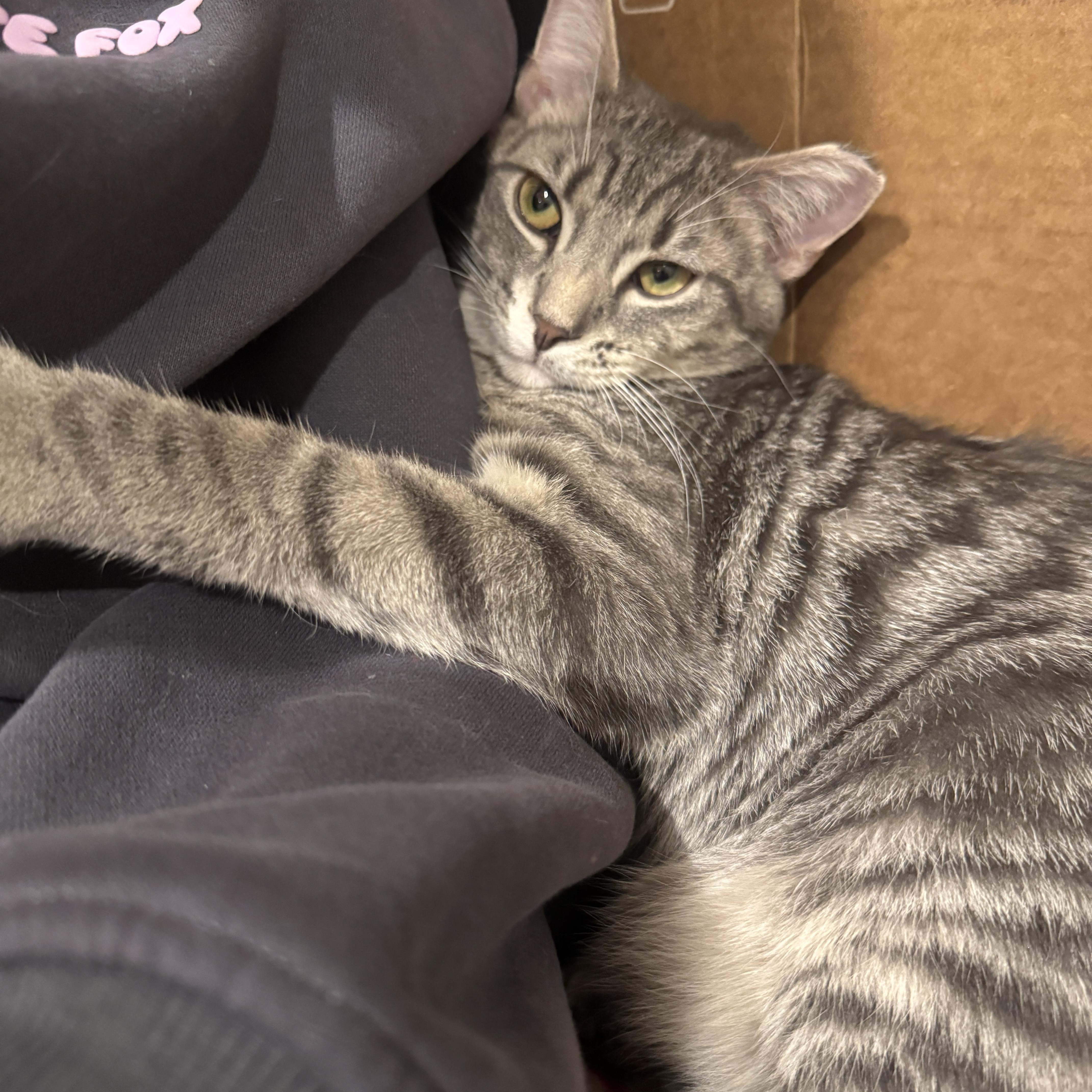 Enlarge Clove - 6 MONTHS - A WARM SPICE ON A COLD DAY!, a ADOPTABLE American Shorthair in Bristow, VA image 4/5