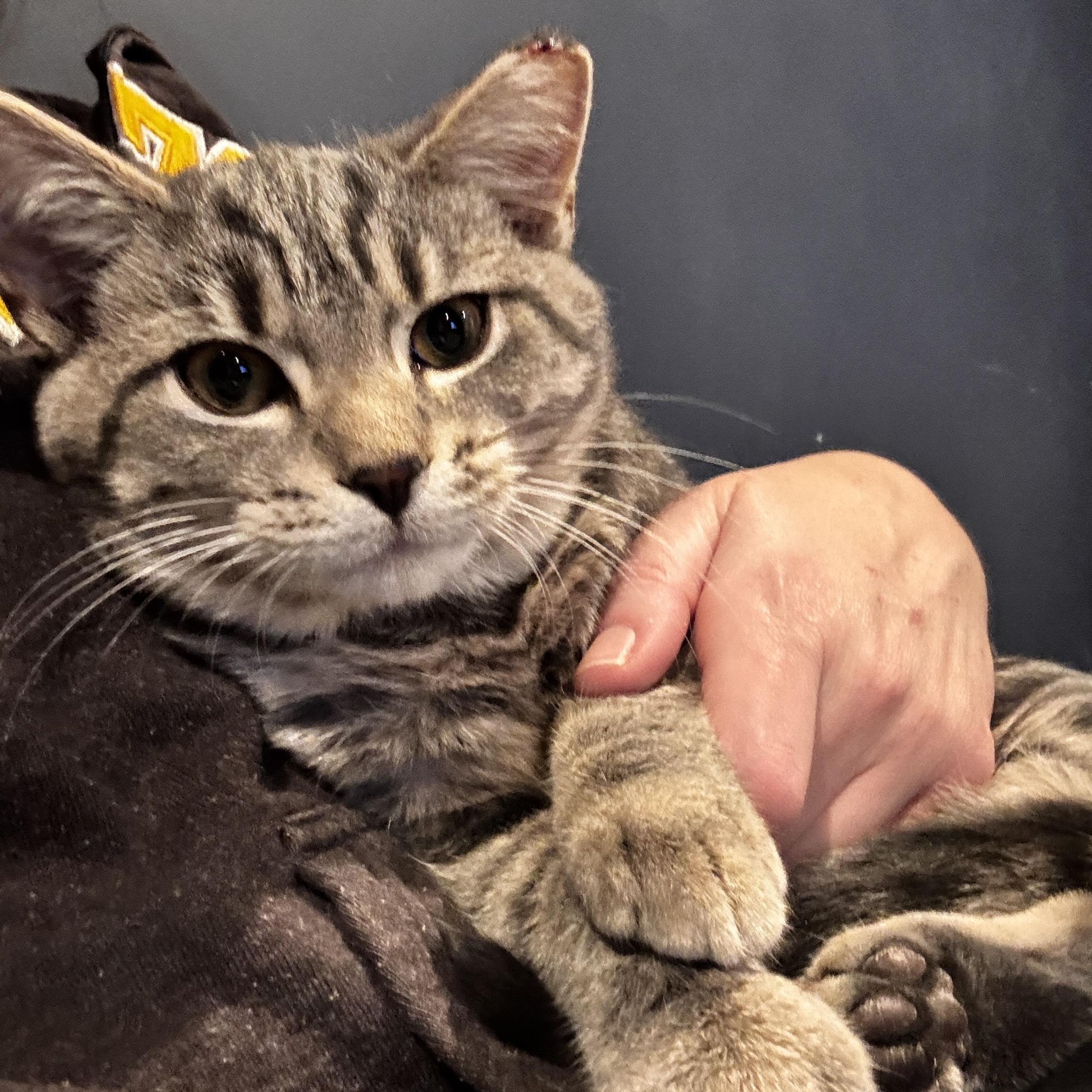 Enlarge Clove - 6 MONTHS - A WARM SPICE ON A COLD DAY!, a ADOPTABLE American Shorthair in Bristow, VA image 2/5