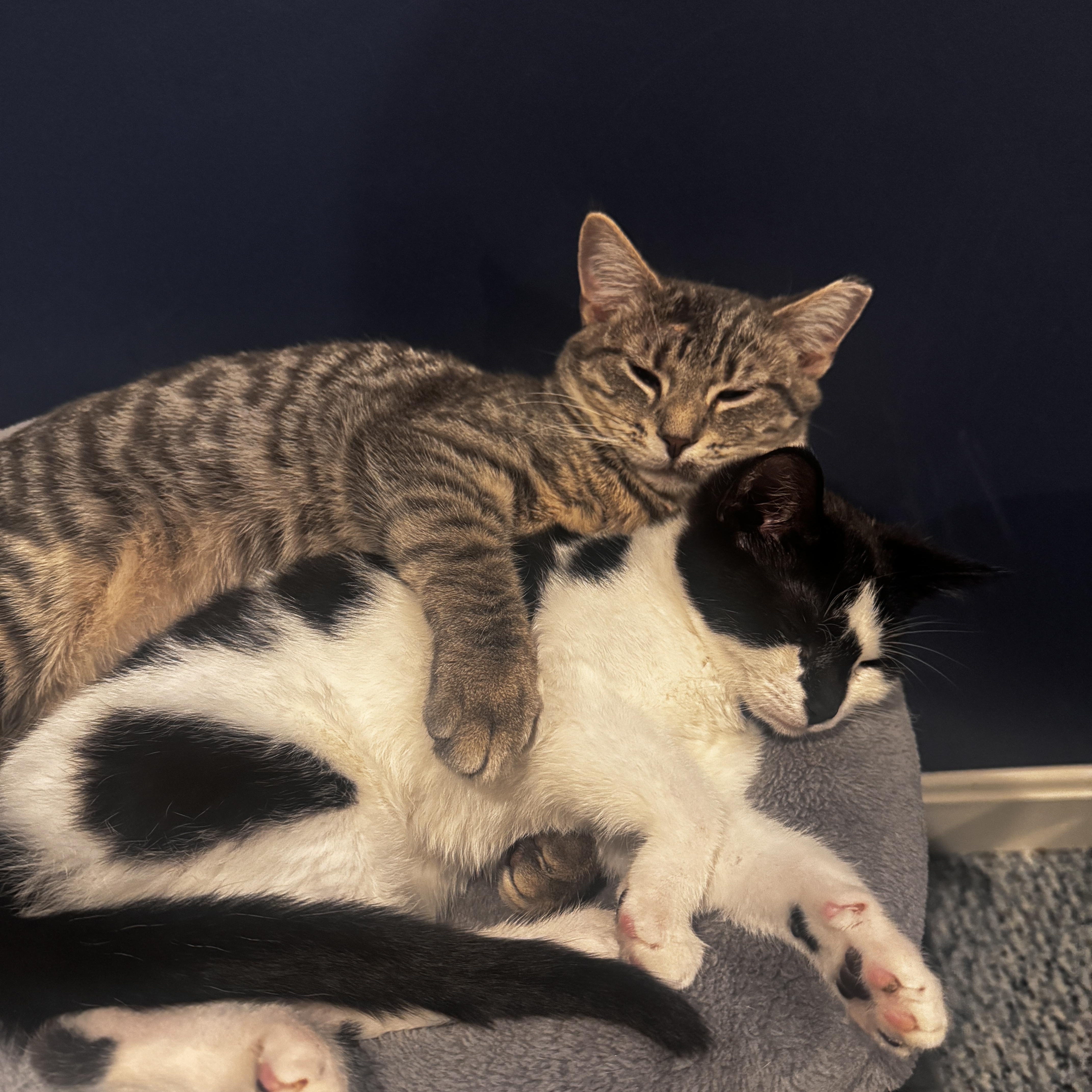 Enlarge Clove - 6 MONTHS - A WARM SPICE ON A COLD DAY!, a ADOPTABLE American Shorthair in Bristow, VA image 5/5