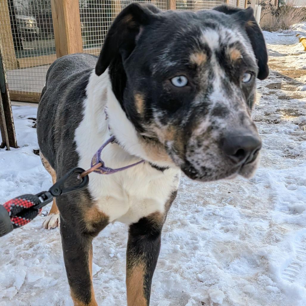 Image, Adoptable, Adult Female Mixed Breed.