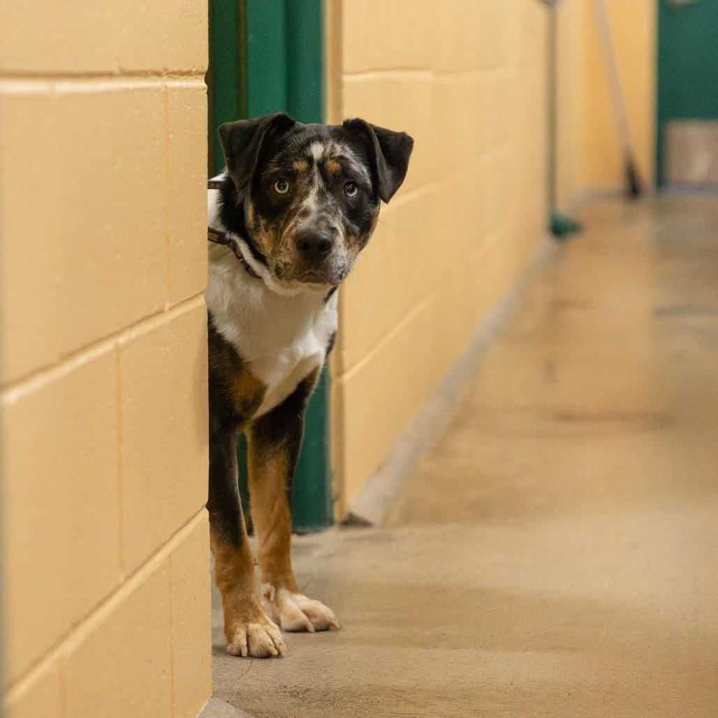 Enlarge Image, a Adoptable Mixed Breed in Brookfield, WI image 2/6