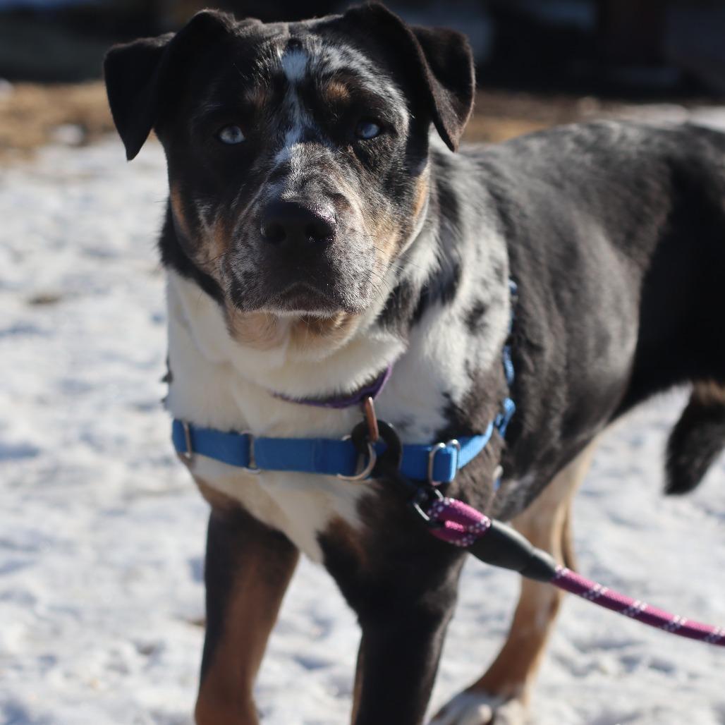 Enlarge Image, a Adoptable Mixed Breed in Brookfield, WI image 3/6