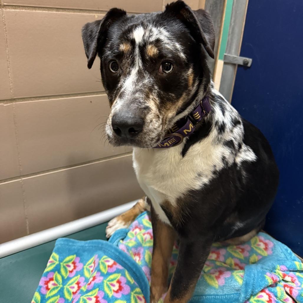 Enlarge Image, a Adoptable Mixed Breed in Brookfield, WI image 4/6