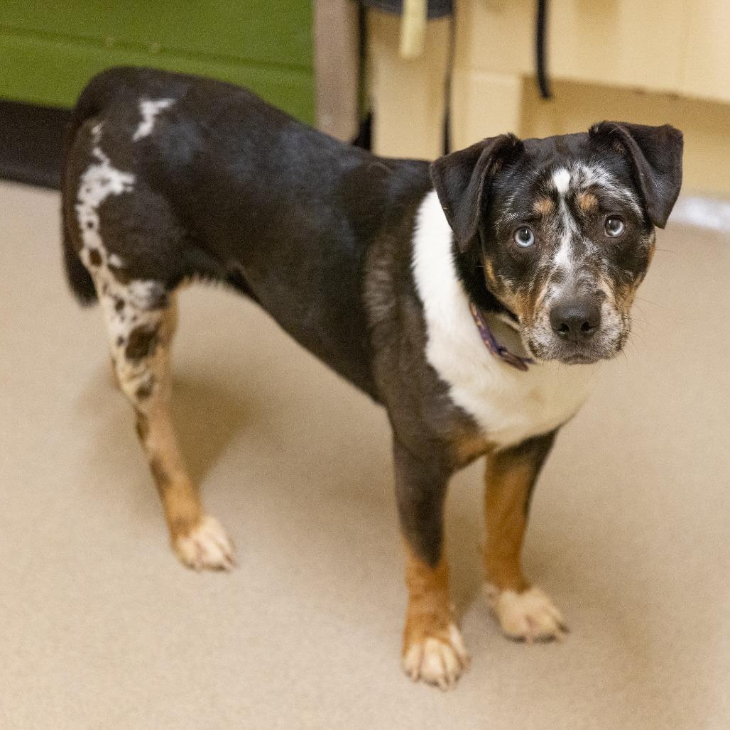 Enlarge Image, a Adoptable Mixed Breed in Brookfield, WI image 5/6