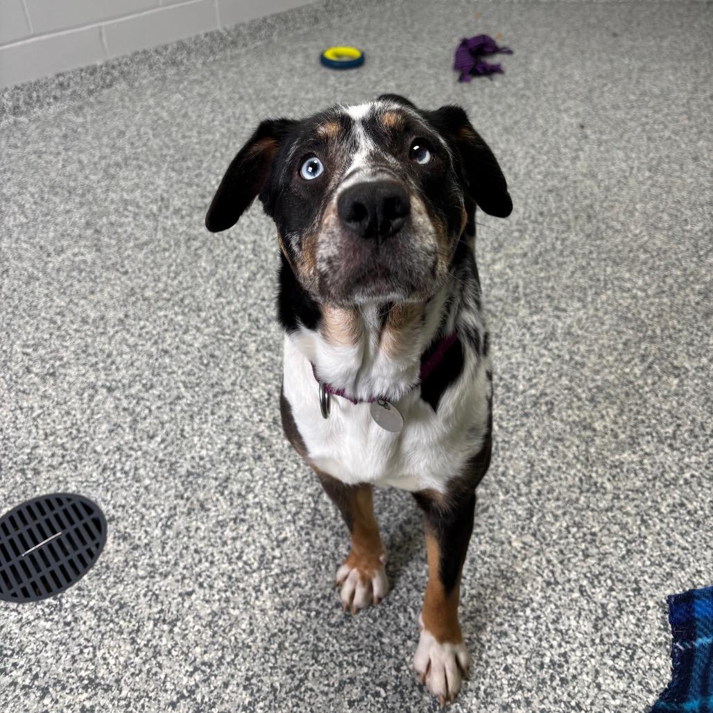 Enlarge Image, a Adoptable Mixed Breed in Brookfield, WI image 6/6