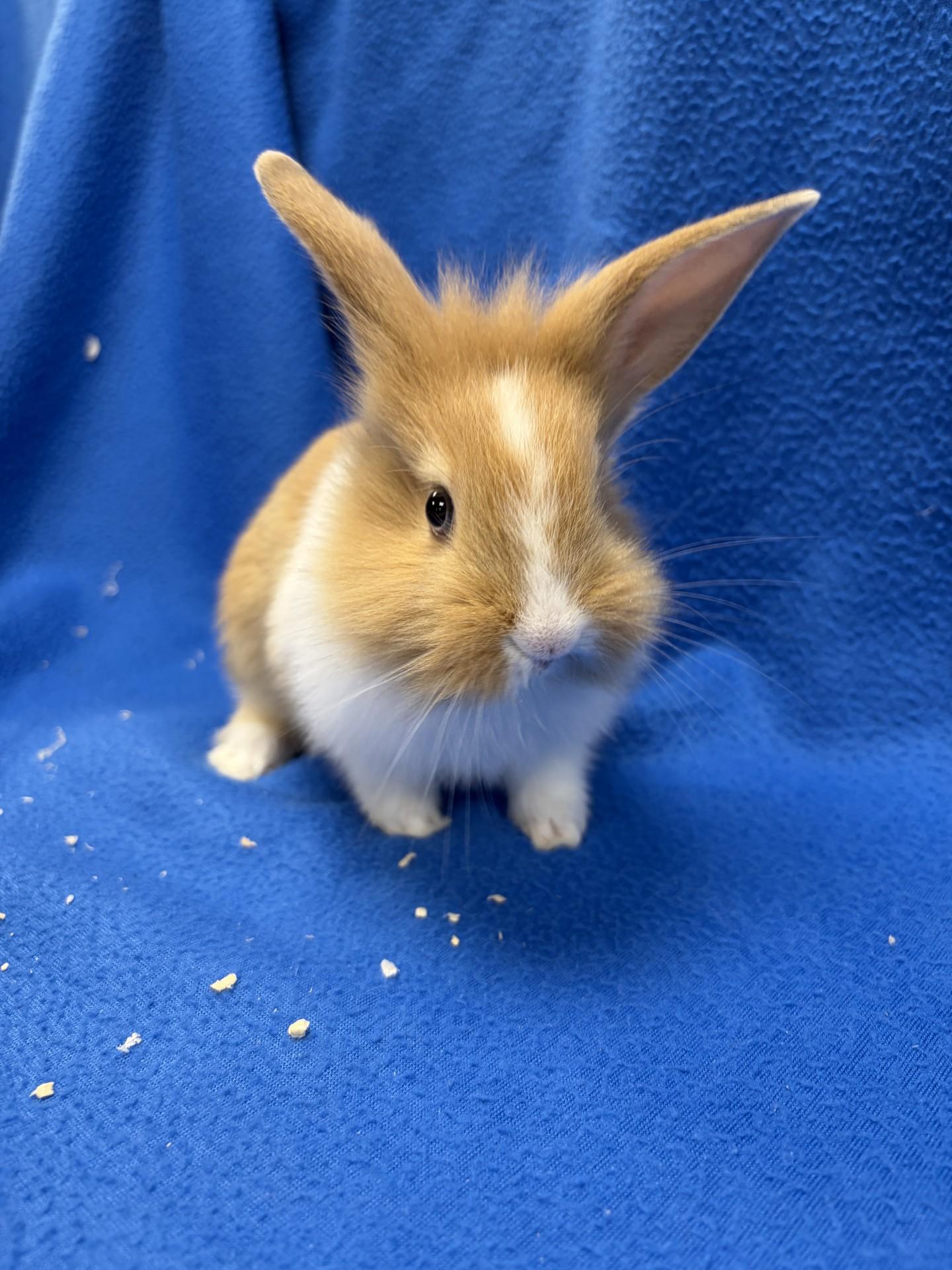Enlarge Chesnut, a Adoptable Bunny Rabbit in Mississauga, ON image 2/3