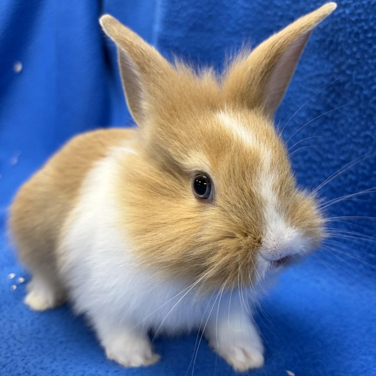 Enlarge Chesnut, a Adoptable Bunny Rabbit in Mississauga, ON image 1/3