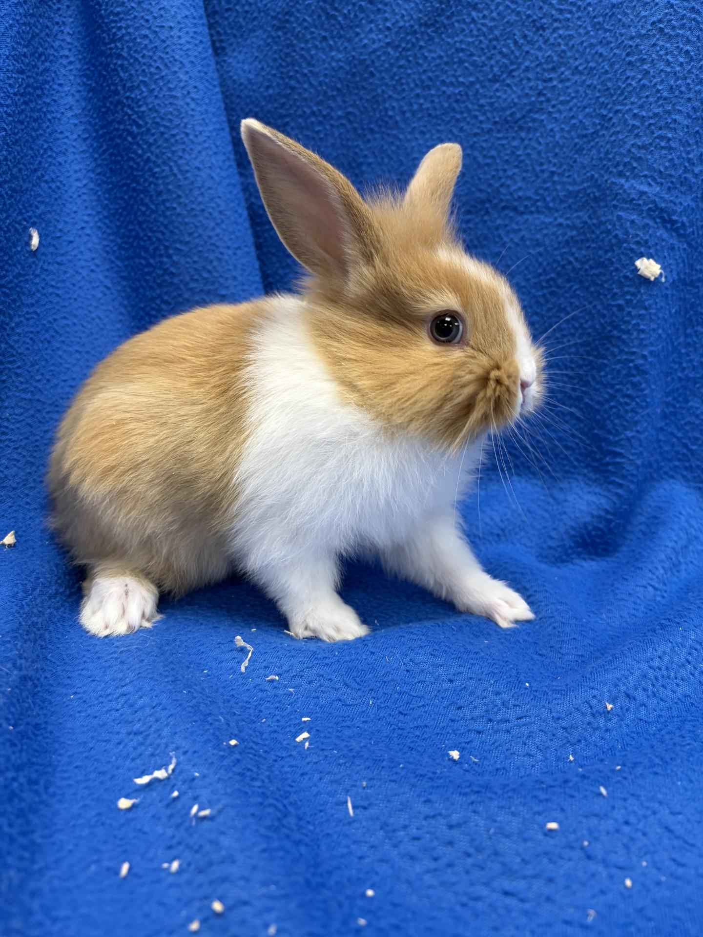 Enlarge Chesnut, a Adoptable Bunny Rabbit in Mississauga, ON image 3/3