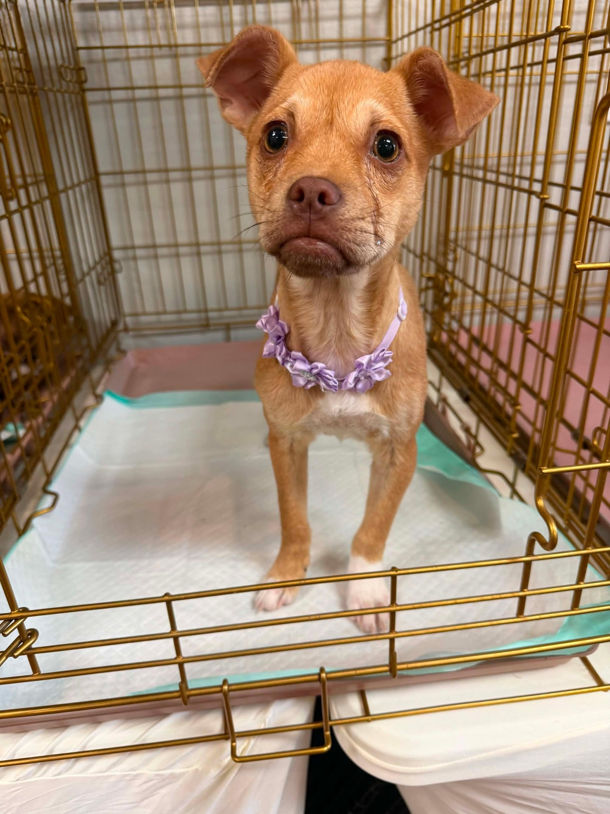 Mona Lisa, a ADOPTABLE mixed breed in Walker, LA image 2/4