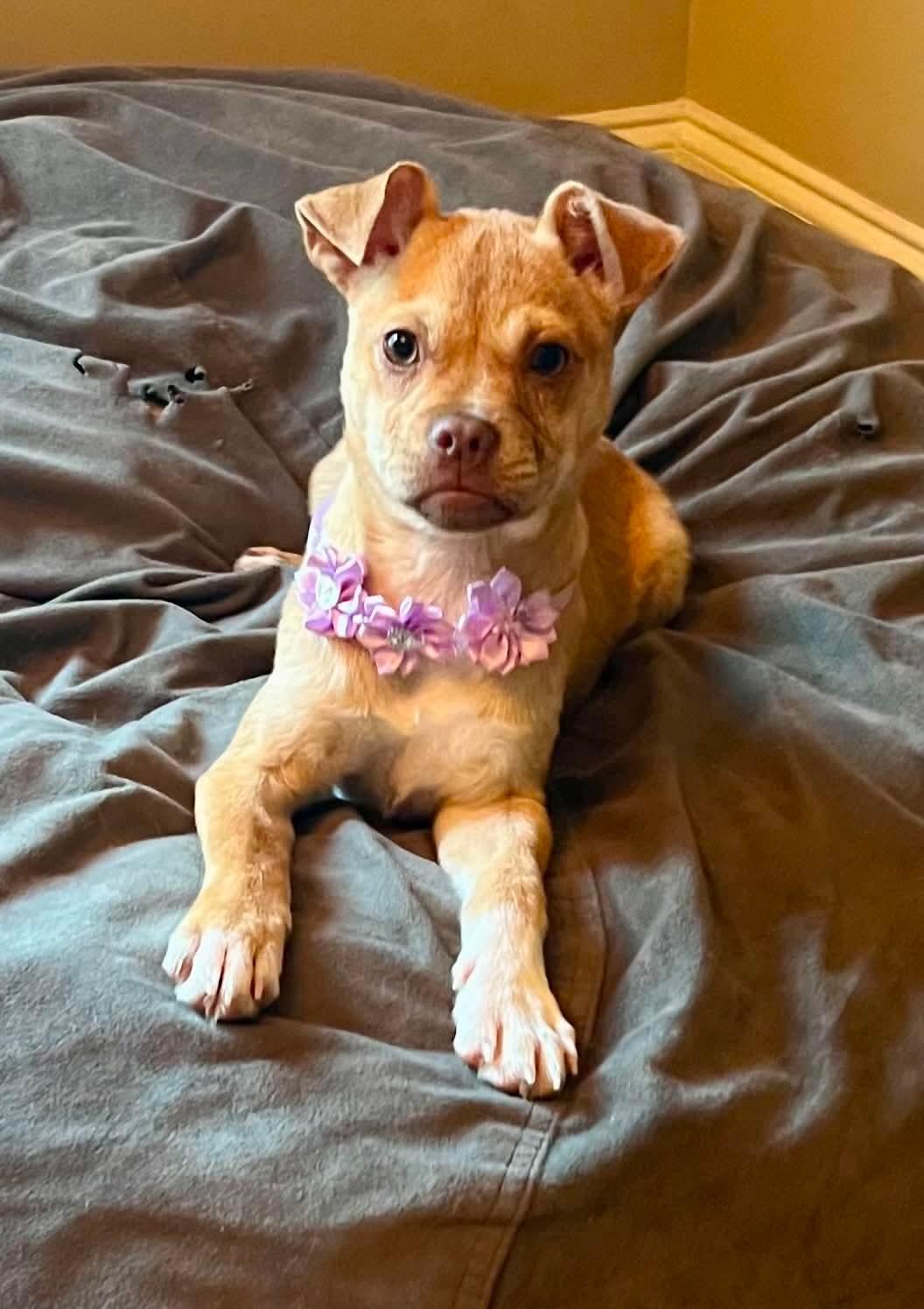 Mona Lisa, a ADOPTABLE mixed breed in Walker, LA image 1/4