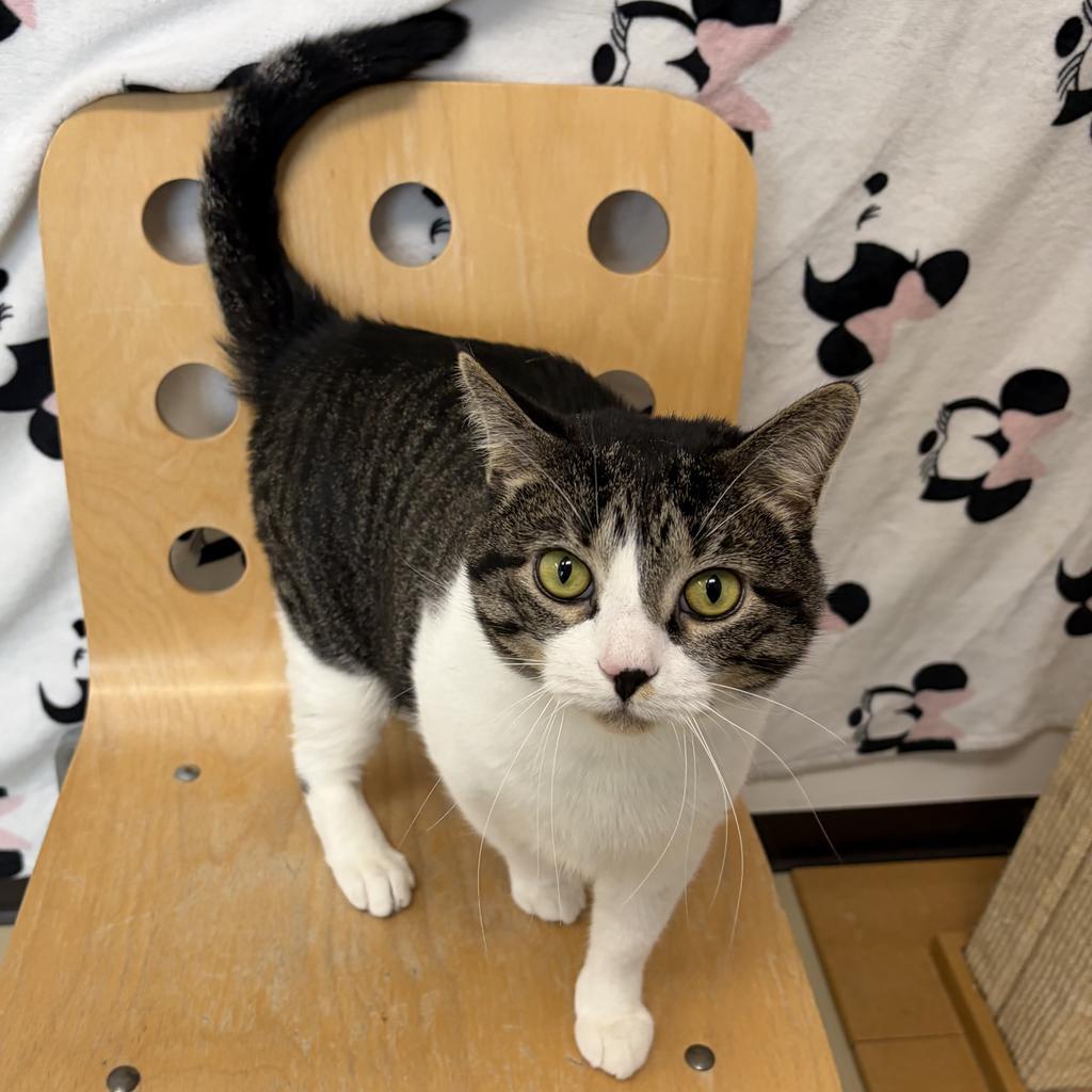 Boba, Adoptable, Adult Male Domestic Short Hair.