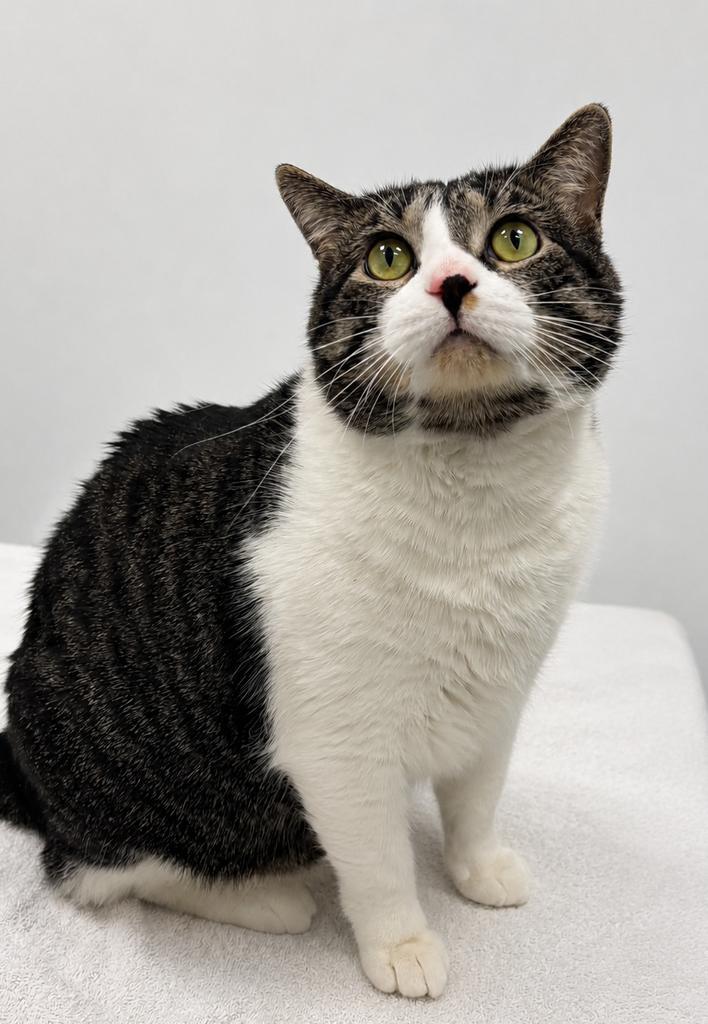 Enlarge Boba, a Adoptable mixed breed in Saint Paul, MN image 2/5