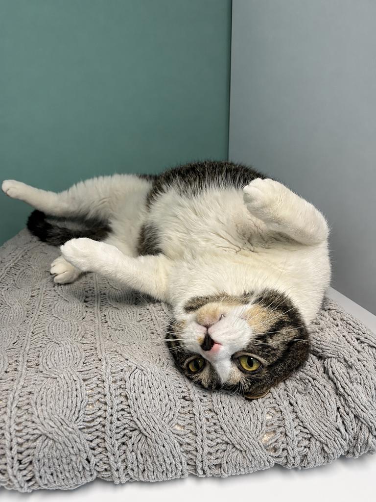 Enlarge Boba, a Adoptable mixed breed in Saint Paul, MN image 3/5
