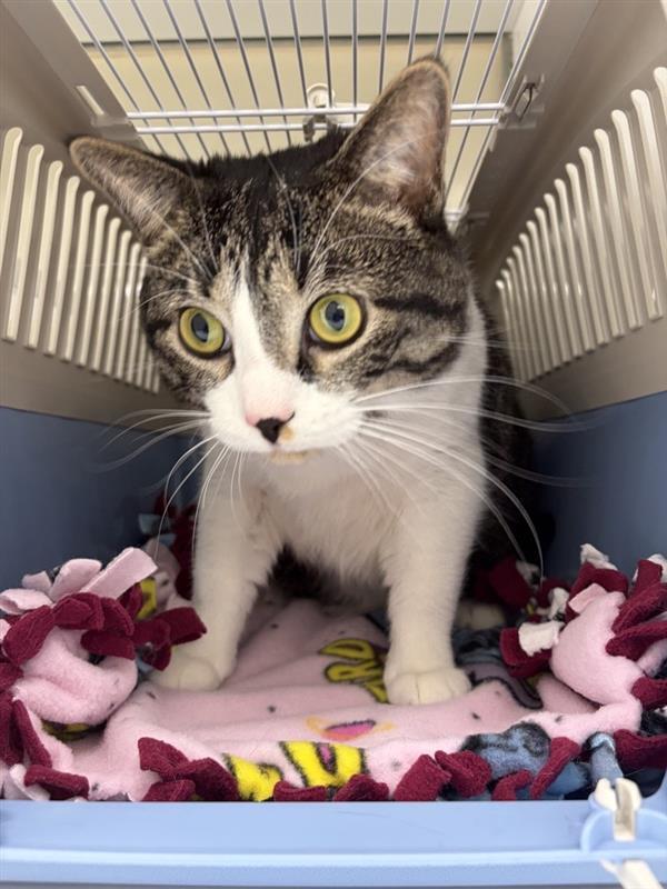 Enlarge Boba, a Adoptable mixed breed in Saint Paul, MN image 4/5