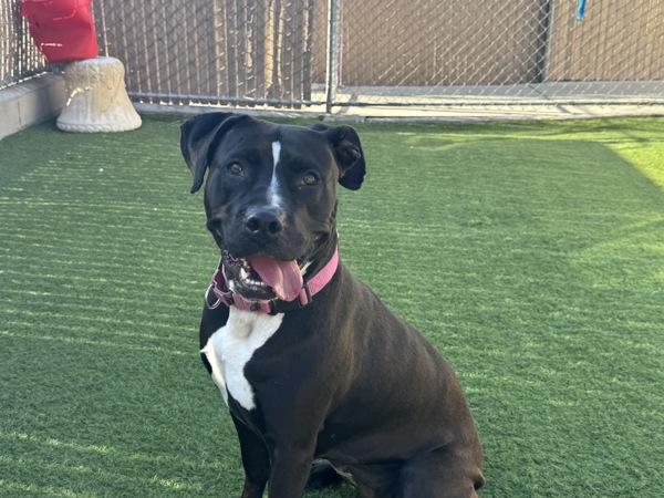 Cookie, Adoptable, Adult Female Pit Bull Terrier.