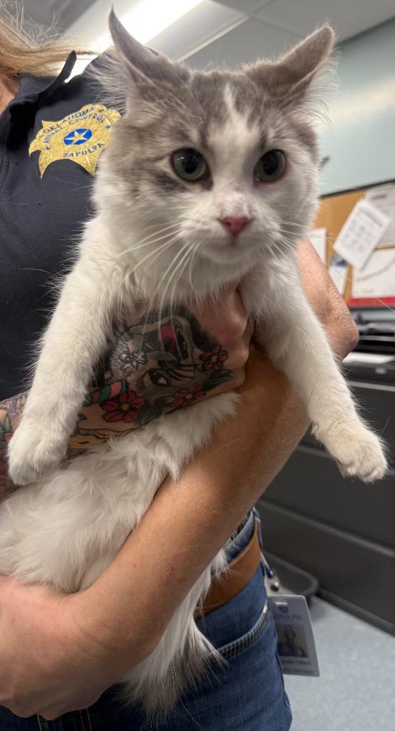 Enlarge Sushi, a Adopted mixed breed in Sapulpa, OK image 1/1