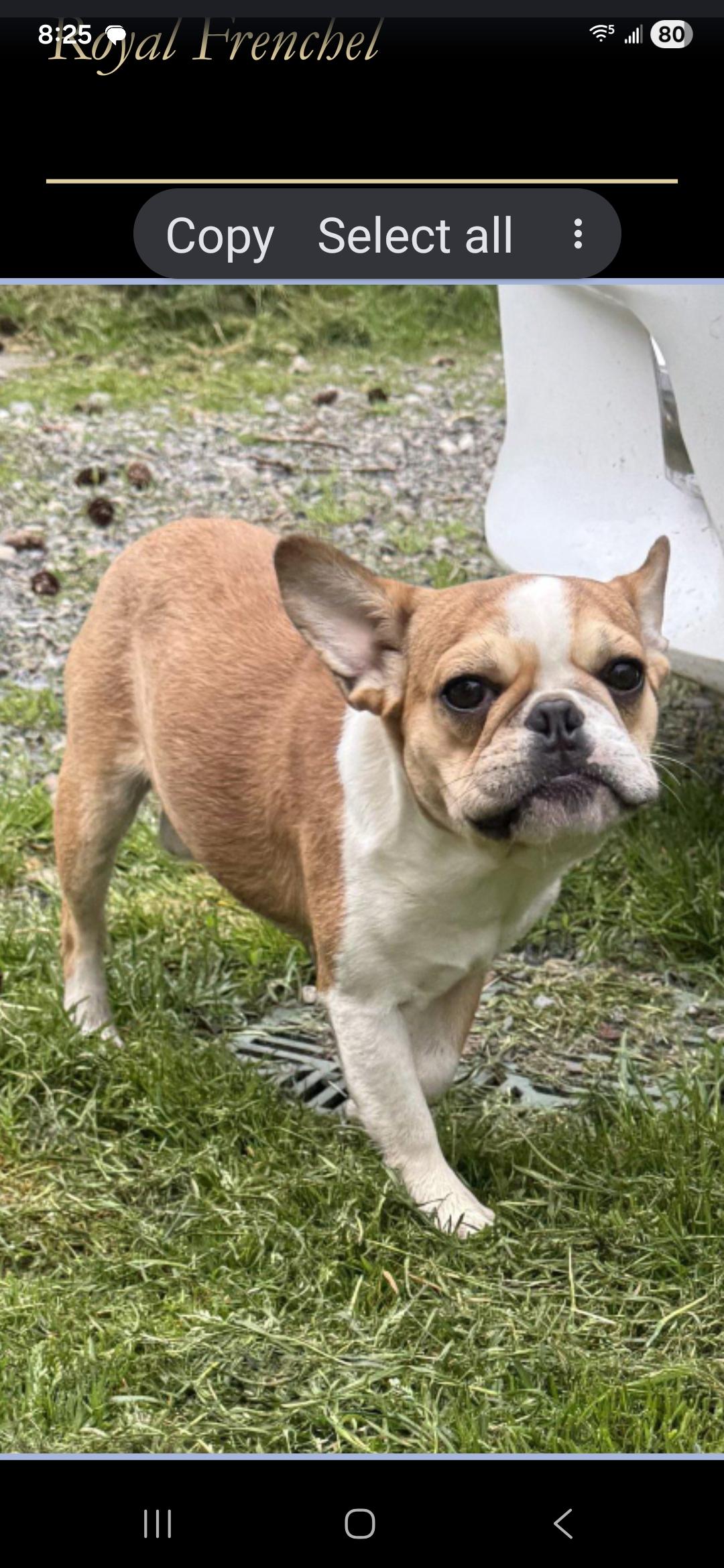 Tater Tot, ADOPTABLE, Puppy Male French Bulldog.