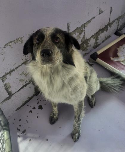 Enlarge Jax, a Adoptable mixed breed in Grove, OK image 1/1