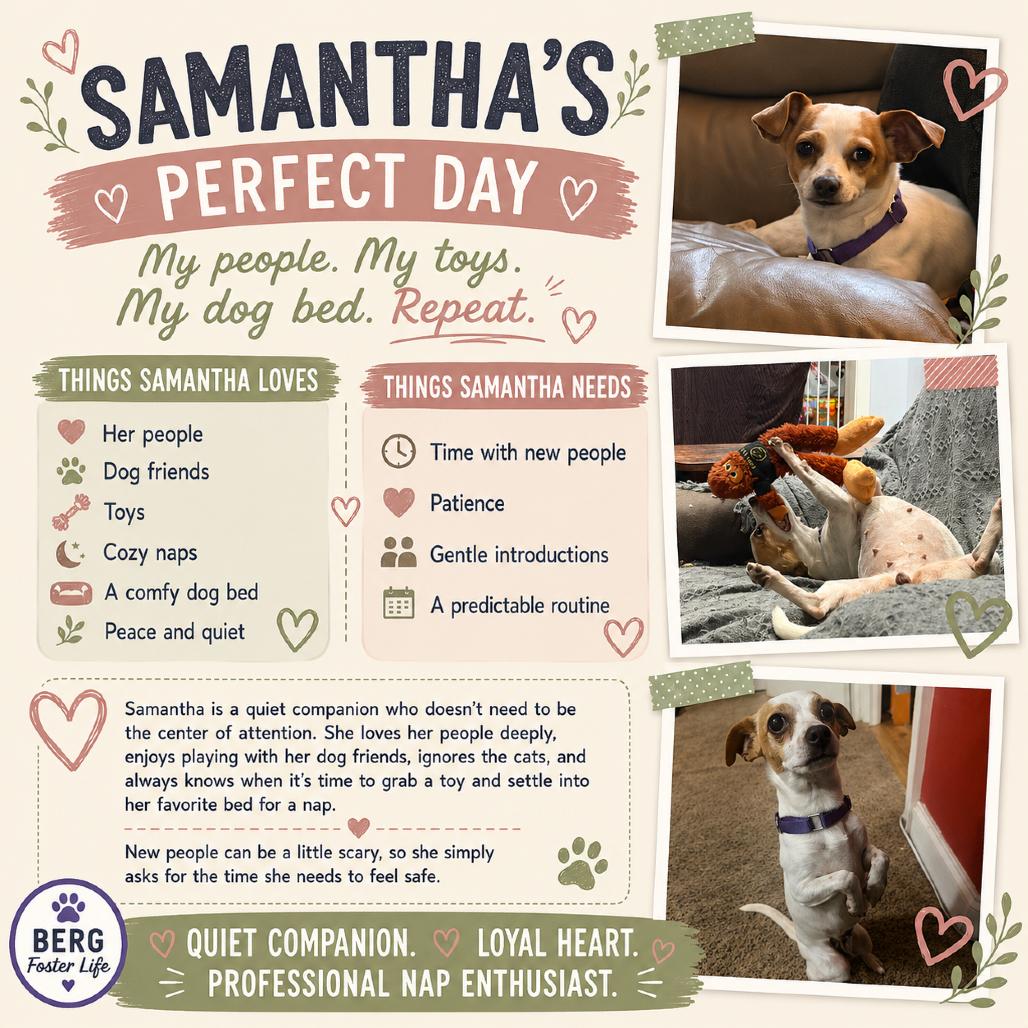 Enlarge Samantha, a Adoptable mixed breed in Katy, TX image 1/6
