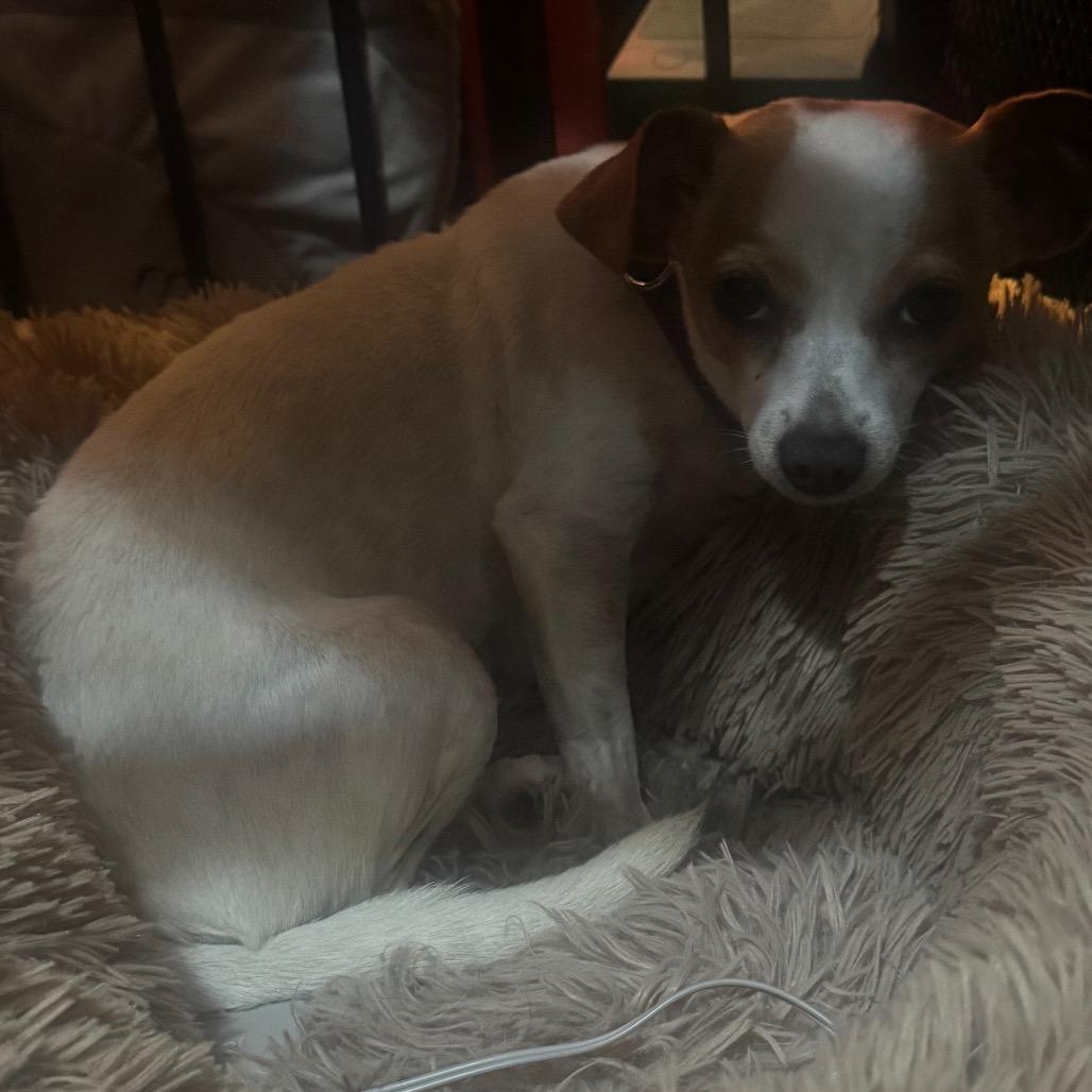 Enlarge Samantha, a Adoptable mixed breed in Katy, TX image 4/6