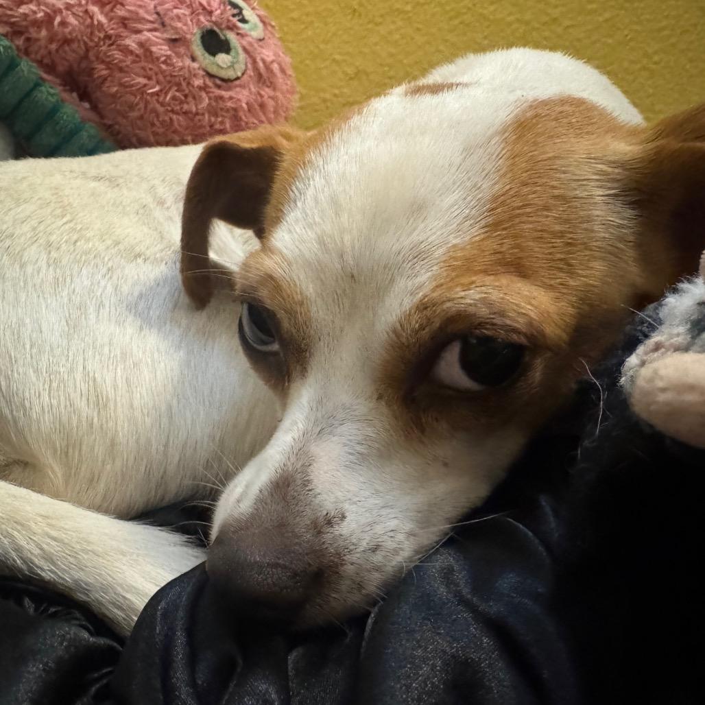 Enlarge Samantha, a Adoptable mixed breed in Katy, TX image 5/6