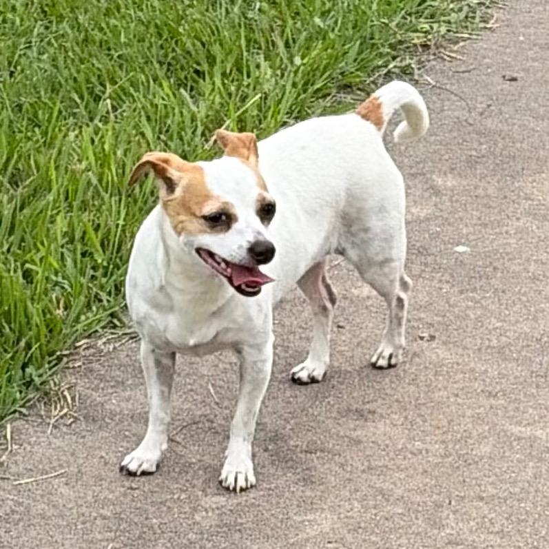 Enlarge Samantha, a Adoptable mixed breed in Katy, TX image 6/6