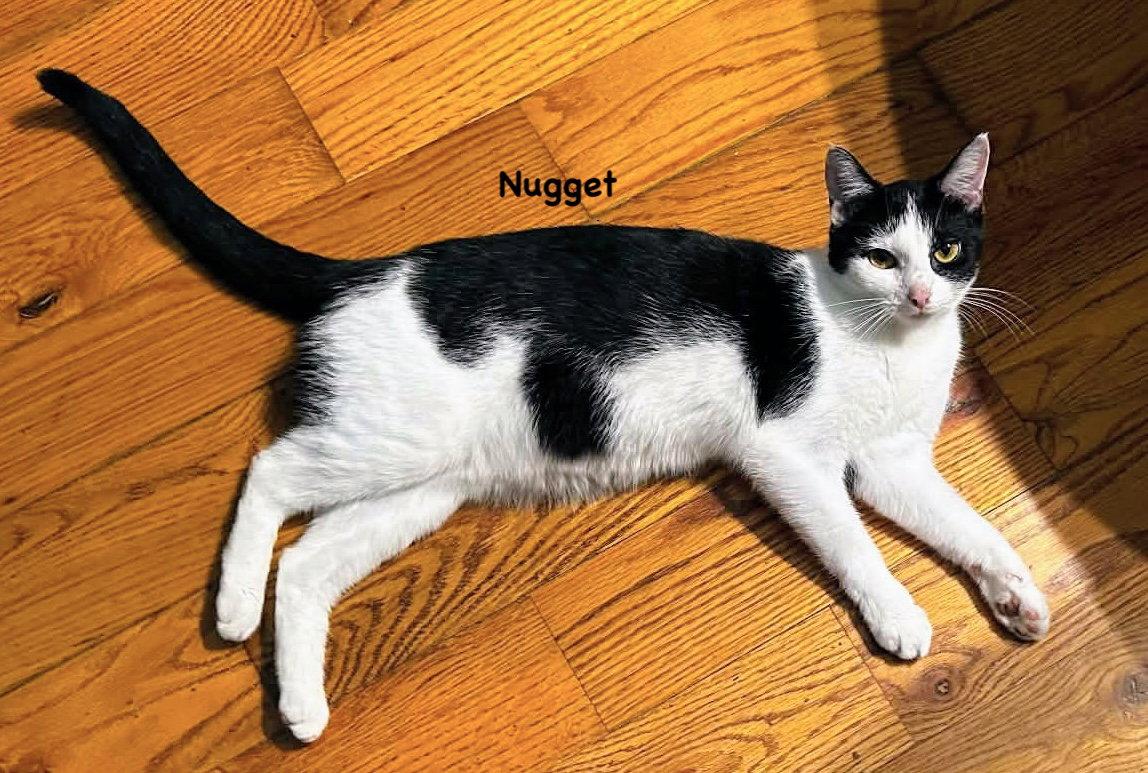 Nugget, Adoptable, Adult Female Domestic Short Hair & Tuxedo.